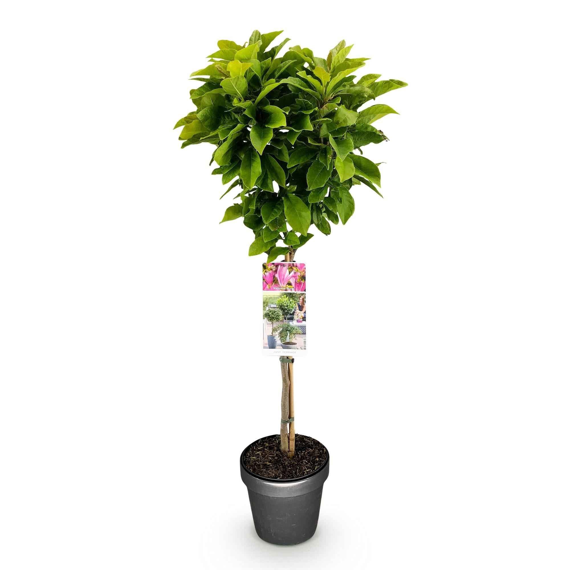 Image of Magnolie Magnolia Susan – 19cm Höhe ca.90cm – Rosa blühend & duftend – Laubabwerfend & winterhart – Zierbaum für Beet Balkon Terrasse-1