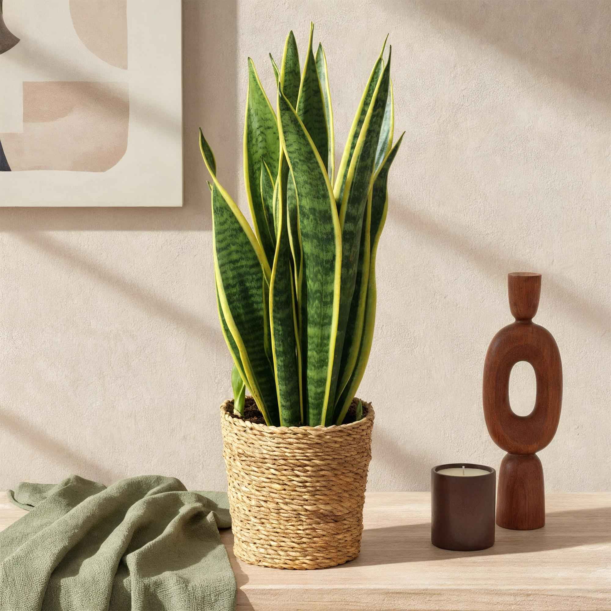 Image of Sansevieria Laurentii – 60-70cm – 17cm – Pflegeleichte Schwiegermutterzunge in Grün – Gelb-3
