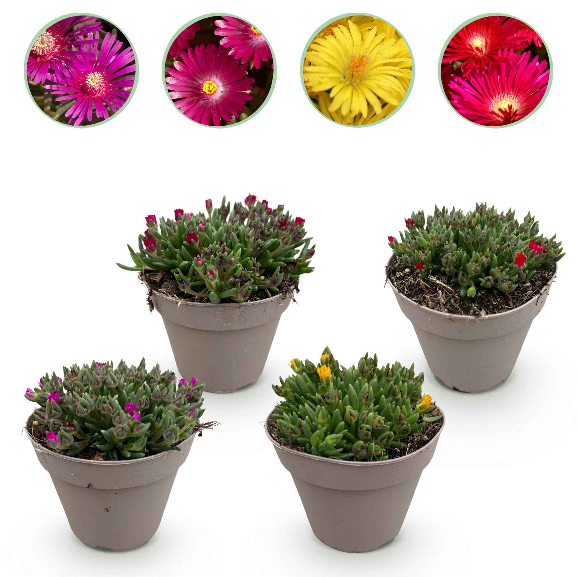 Image of Delosperma Mix – 4 winterharte Bodendeckerpflanzen – Farben Rot, Gelb, Lila & Rosa – Pflegeleichte Blühpflanzen 14cm – 17cm Höhe – Für Beet, Balkon & Terrasse-0