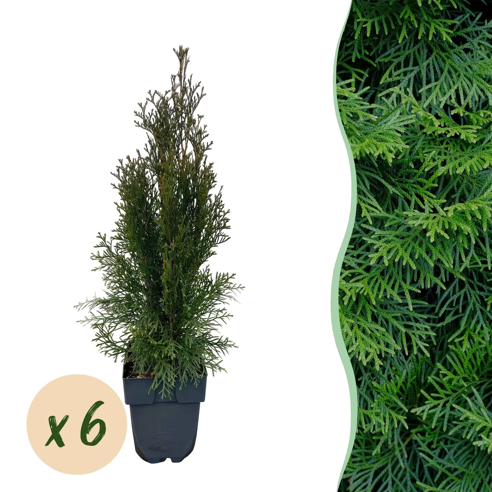 Image of Lebensbaum Thuja occidentalis Smaragd – Immergrüne Heckenpflanze – 6 Pflanzen – 17cm x H60cm – Dichte, grüne Hecke