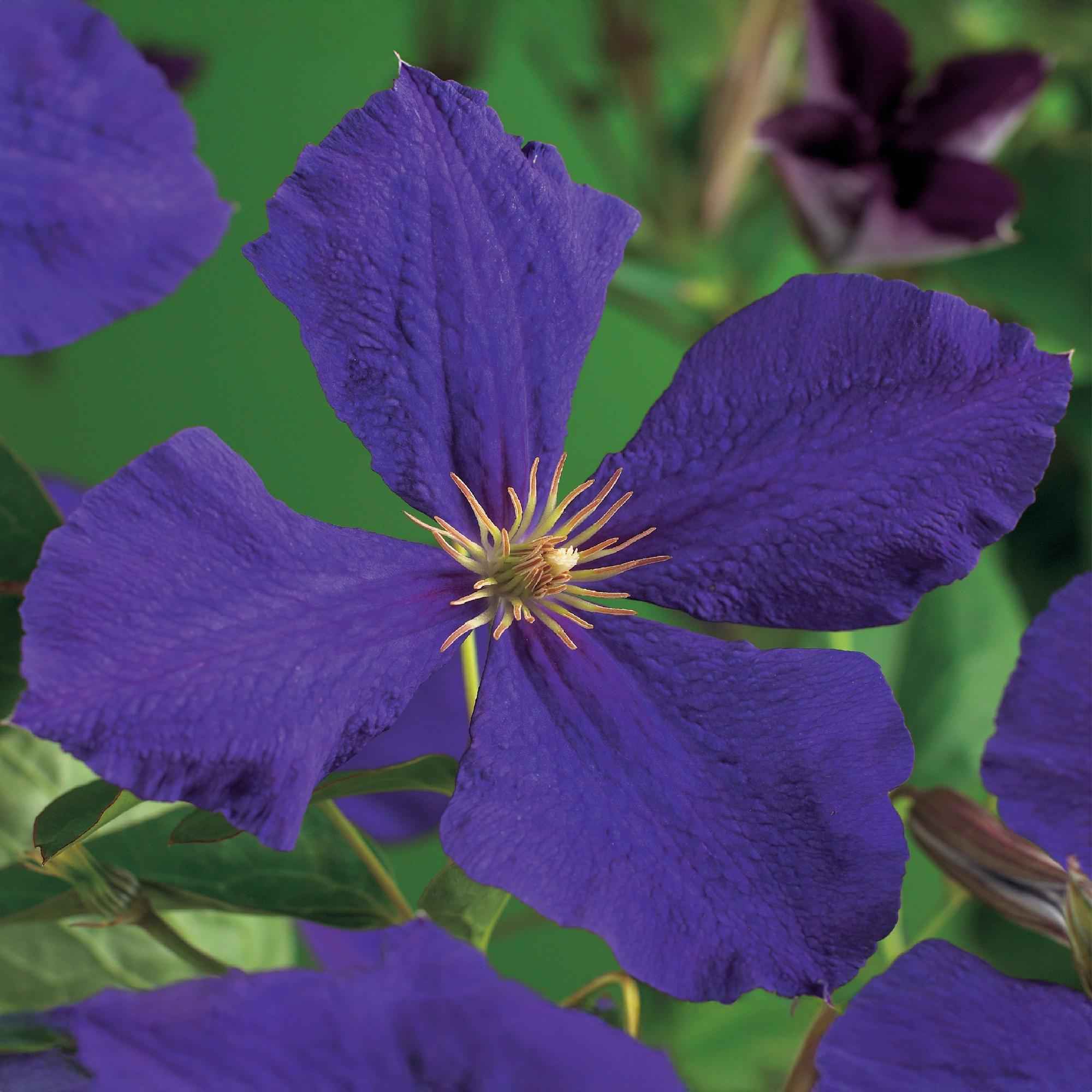 Image of Kletterpflanze Clematis Jackmanii – Tiefviolette Blüten – Wenig Pflege – 2 Pflanzen – 11cm Höhe 40cm – Für Garten, Balkon & Pergolen-0