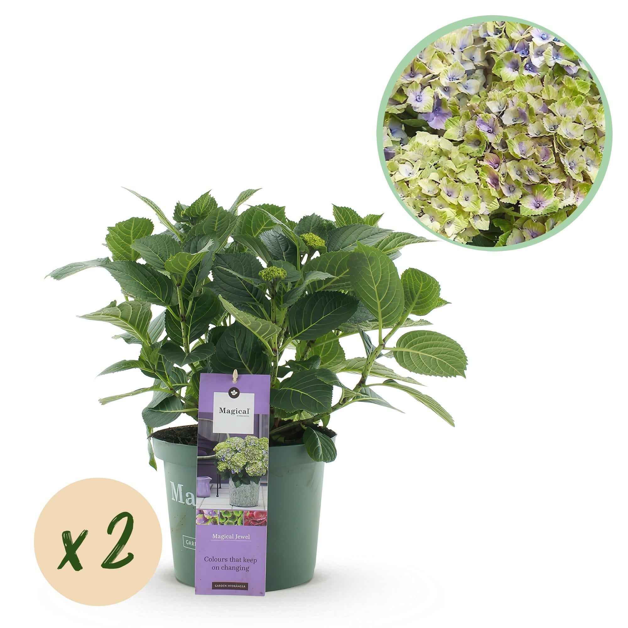 Image of Hortensie Hydrangea macrophylla Magical Jewel Blue – 2 Pflanzen – Blauer Blütenschmuck – Topf Ø23cm – Höhe 55cm – Balkon – und Gartenpflanze-0