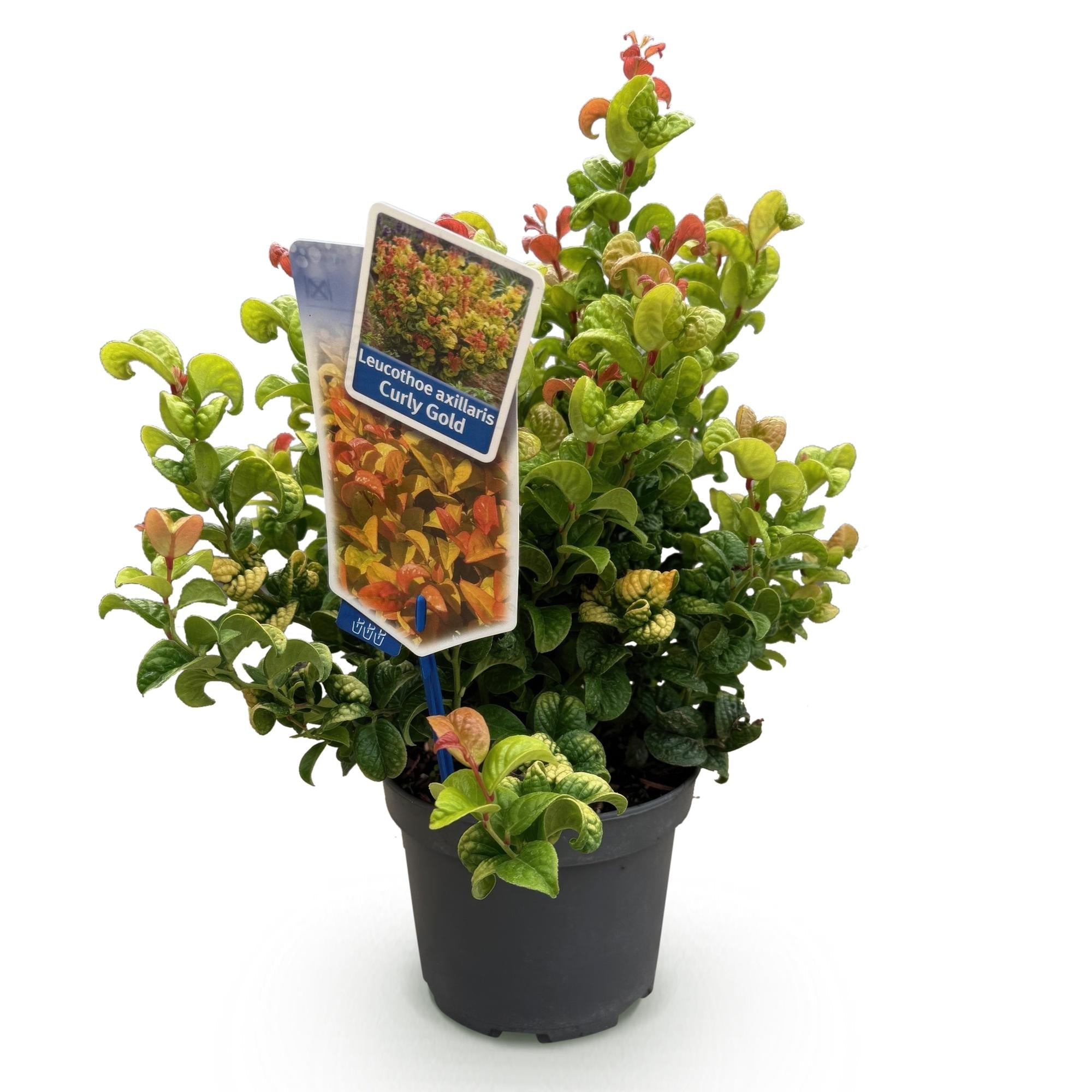 Image of Traubenheide Leucothoe Curly Gold – Ø17cm 40cm Höhe – immergrüner Zierstrauch mit gelbem Laub für Garten Balkon Terrasse & Beet-1