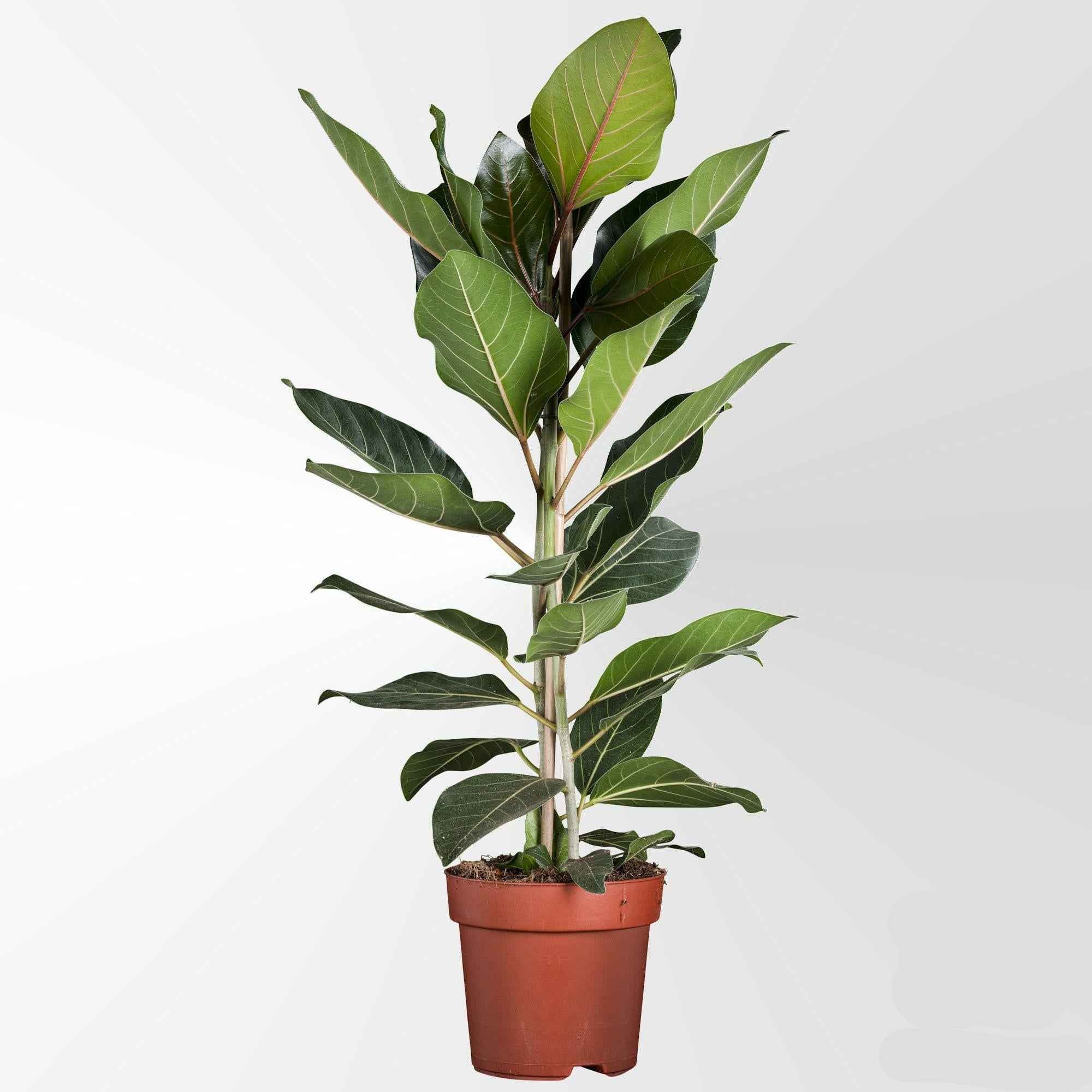Image of Ficus Benghalensis Joy Banyanbaum – Zimmerpflanze Ø21cm Höhe 90cm – Elegant pflegeleicht & moderne Botanik-0