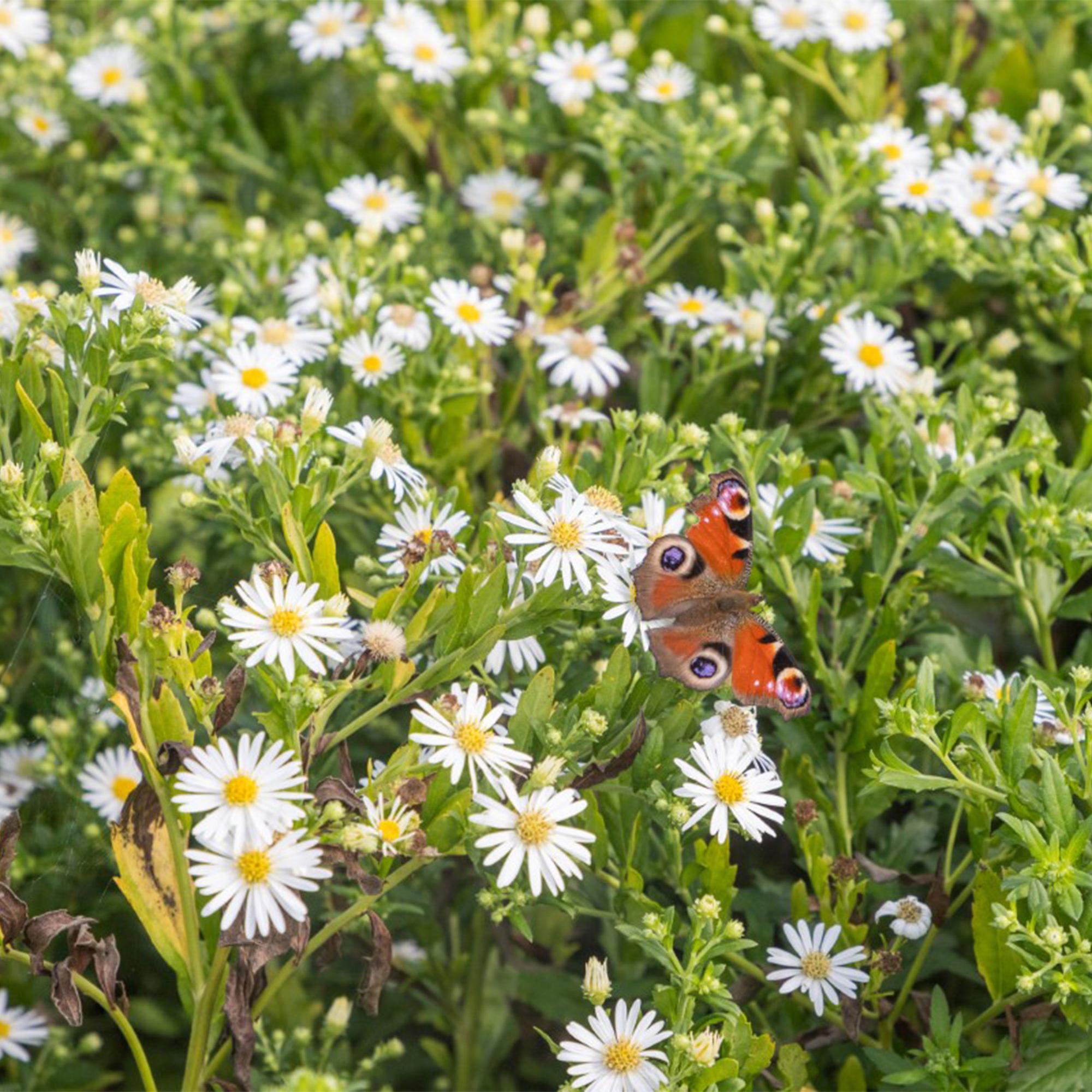 Image of Staudenset Weiß – 24 weißblühende Stauden für ca. 3m² – Elegantes Borderpaket für sonnige Gartenbereiche – Pflegeleicht & harmonisch abgestimmt-4