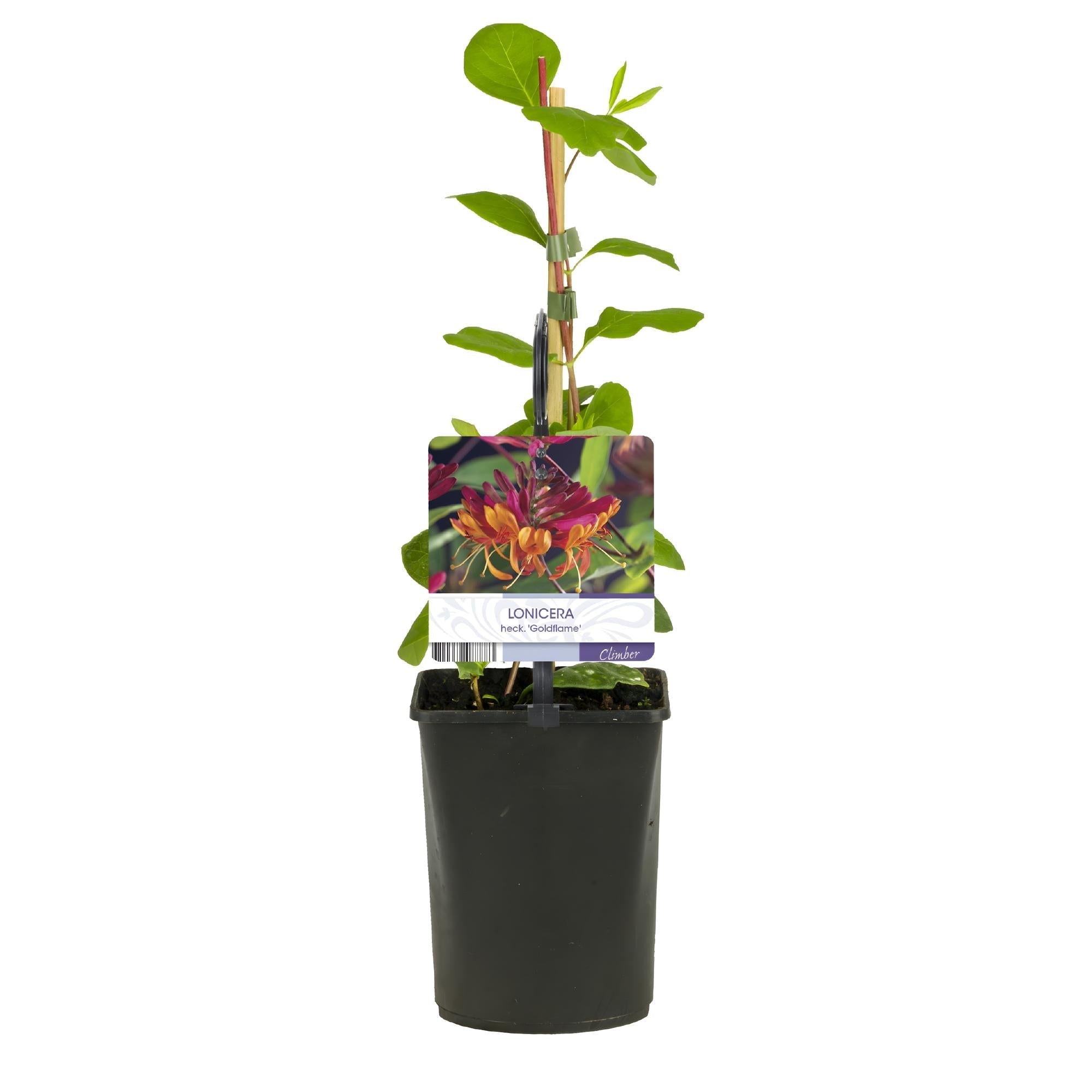 Image of Geißblatt Lonicera heckrottii Goldflame – 2 Pflanzen 11cm – ca. 40cm hoch – Duftende Kletterpflanze mit rosa – gelben Blüten – Für Zaun & Pergola-2