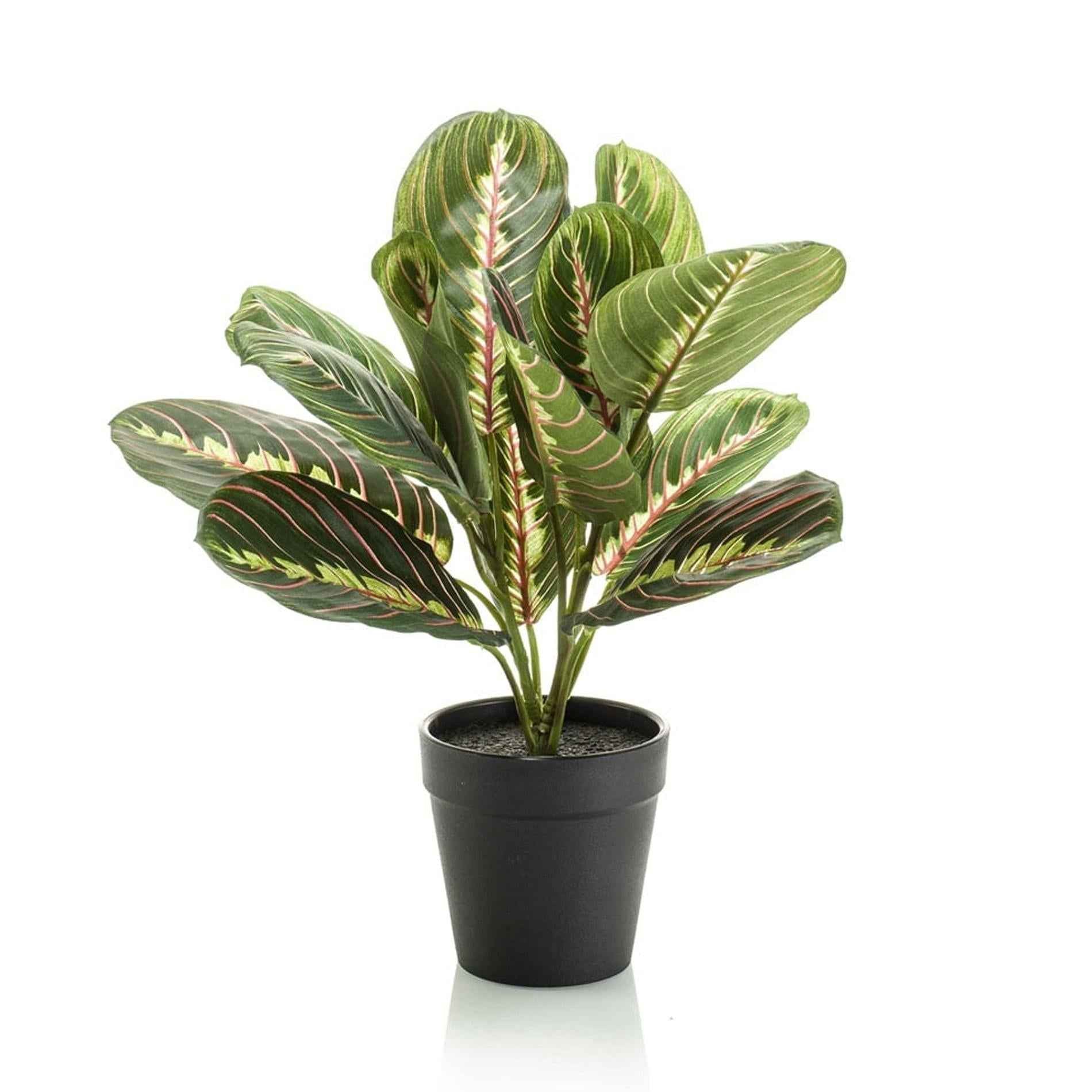 Image of Maranta – Korbmarante – Kunstpflanze – 30cm hoch – Schwarzer Topf Ø12cm – Naturgetreue Blattstruktur – Pflegefrei & kompakt-0