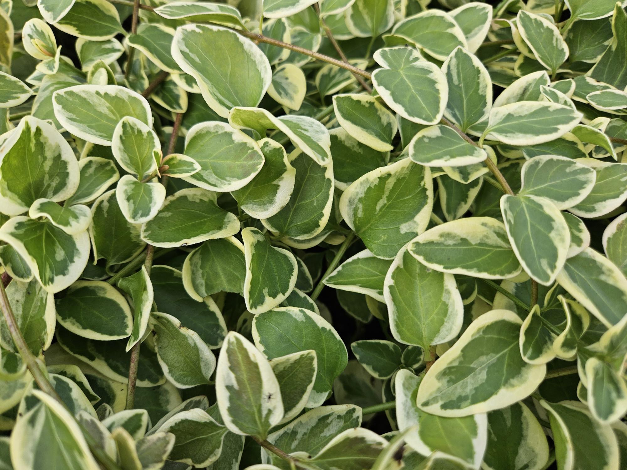 Image of Kleines Immergrün Vinca major 'Variegata' – ↕10-25cm – Ø9cm – 6 Pflanzen – Bodendecker – Wintergrün – Schattentauglich – Unterpflanzung-7