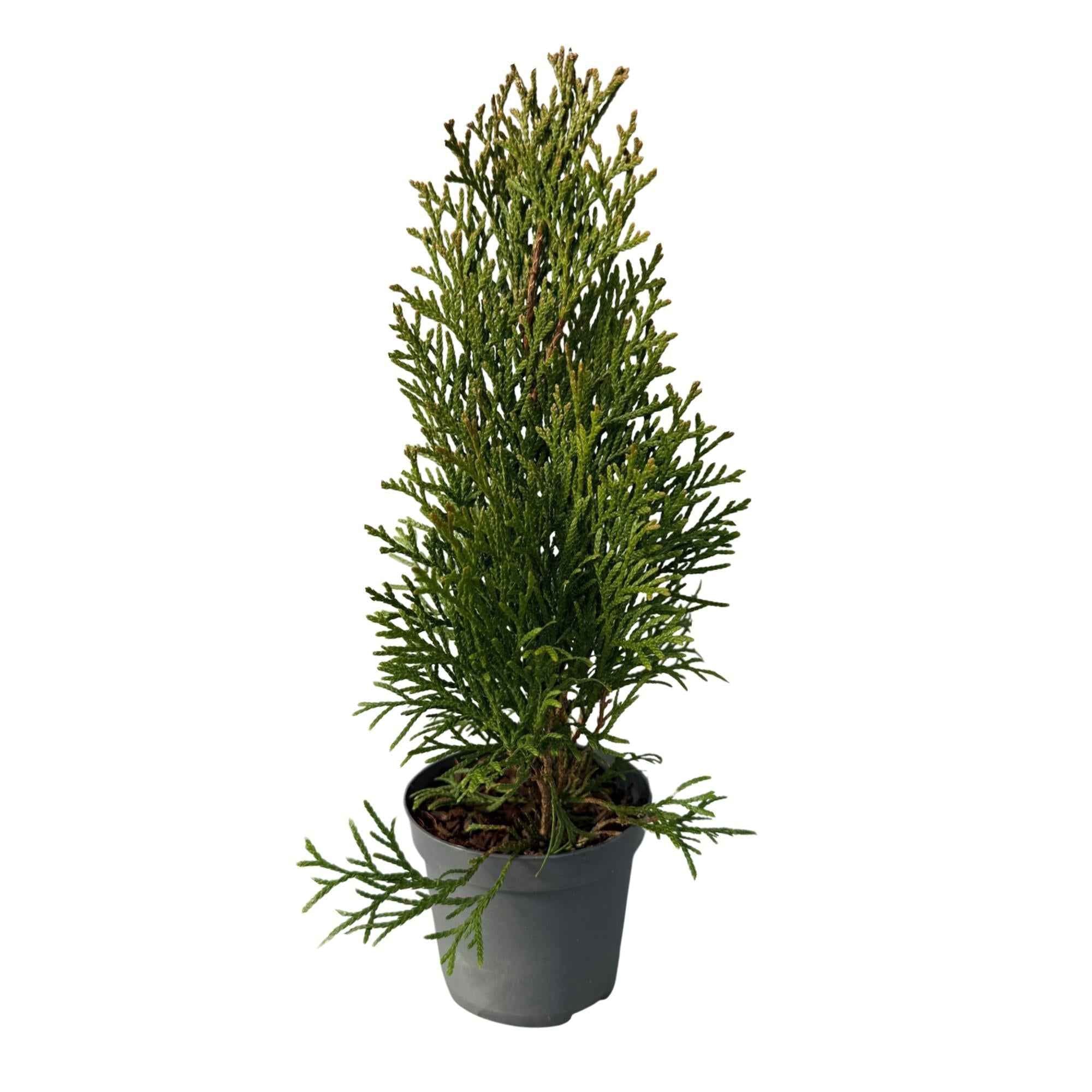 Image of Lebensbaum Thuja occidentalis Smaragd – Immergrüne Heckenpflanze – 8 Pflanzen – 1m – 9cm Höhe 30-35cm – Schnellwachsend & Pflegeleicht-0