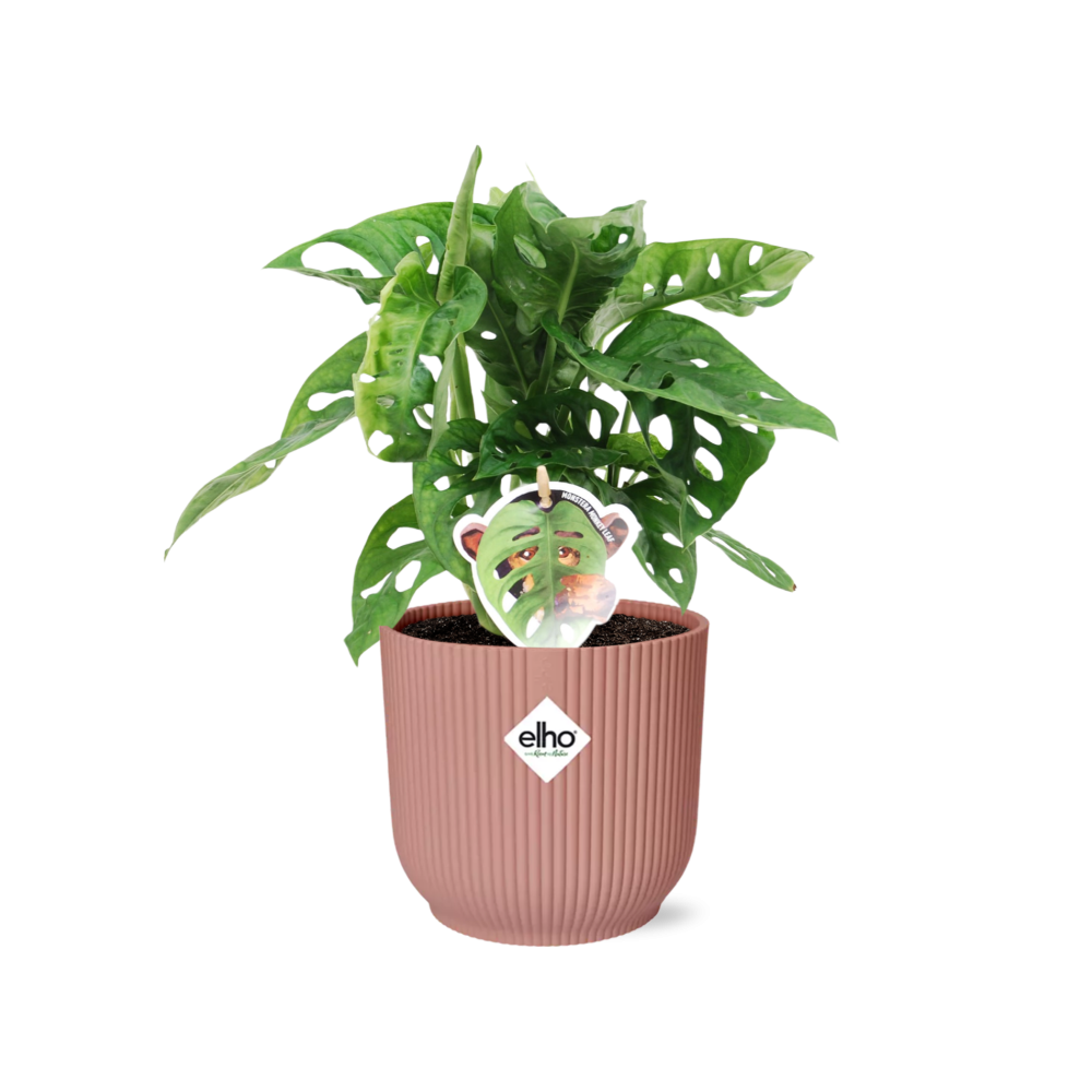 Image of Fensterblatt – Monstera ‘Monkey Leaf’ im Topf Vibes Fold 14cm – Zimmerpflanze im Dekotopf Rose – Pflegeleicht & luftreinigend-0
