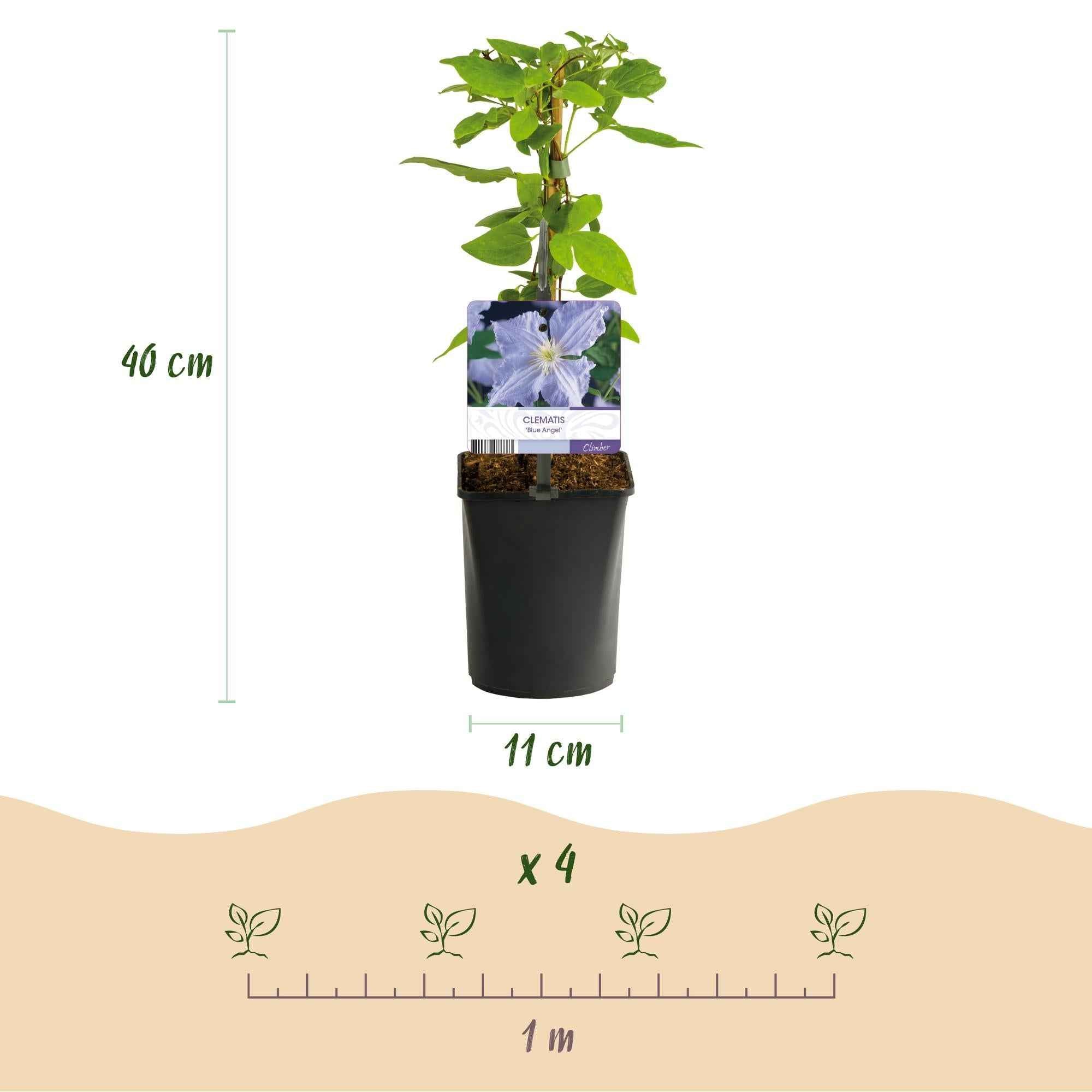 Image of Clematis 'Blue Angel' – 2er Set – Kletterpflanze mit hellblauen Blüten – Ø11cm – Höhe ca. 40cm – Pflegeleicht – Blüht Frühling bis Sommer-1