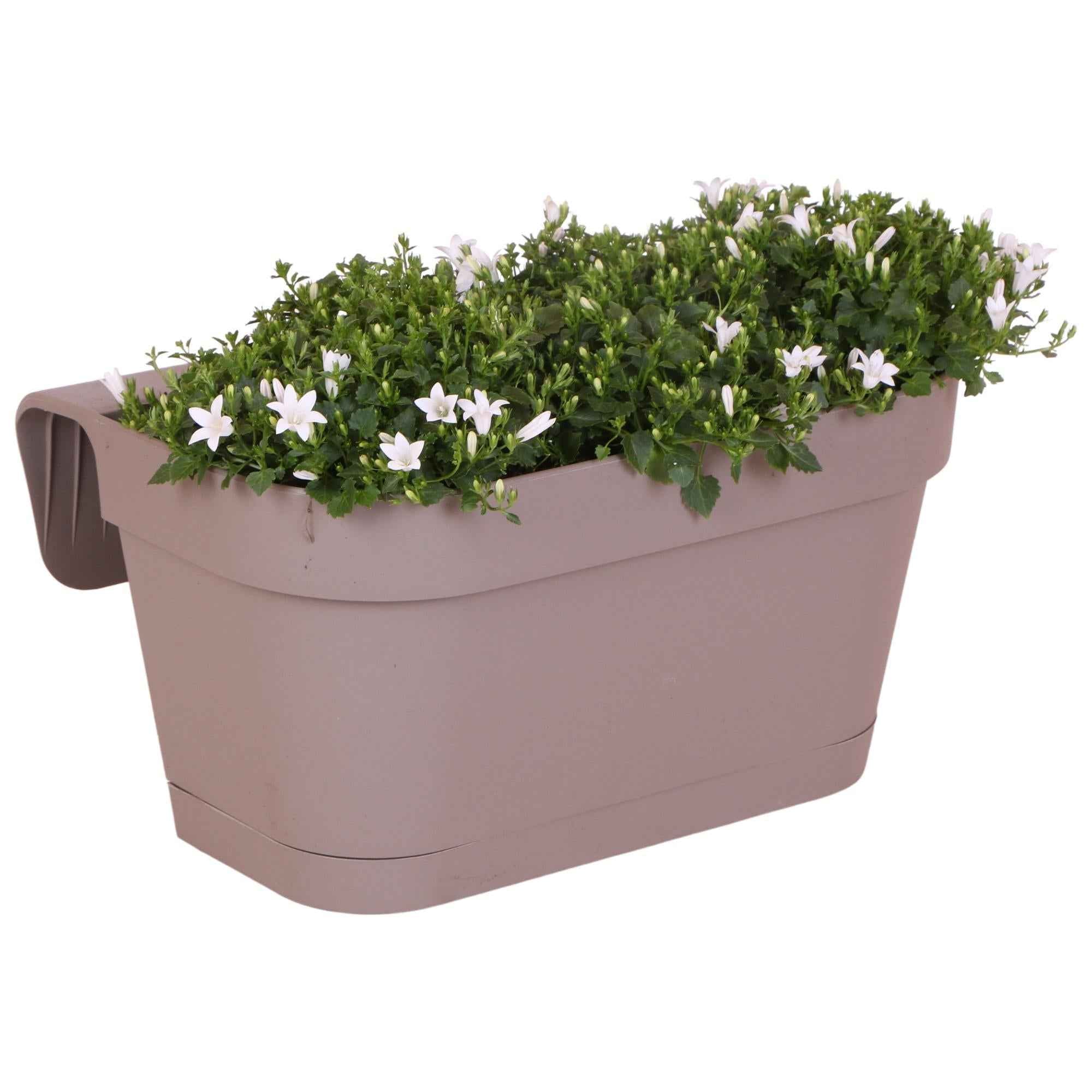 Image of Campanula Addenda Ambella weiß 3er Set mit Balkonpflanzer taupe 36cm – Glockenblume weiß 12cm – inkl Aufhängesystem & Wasserreservoir