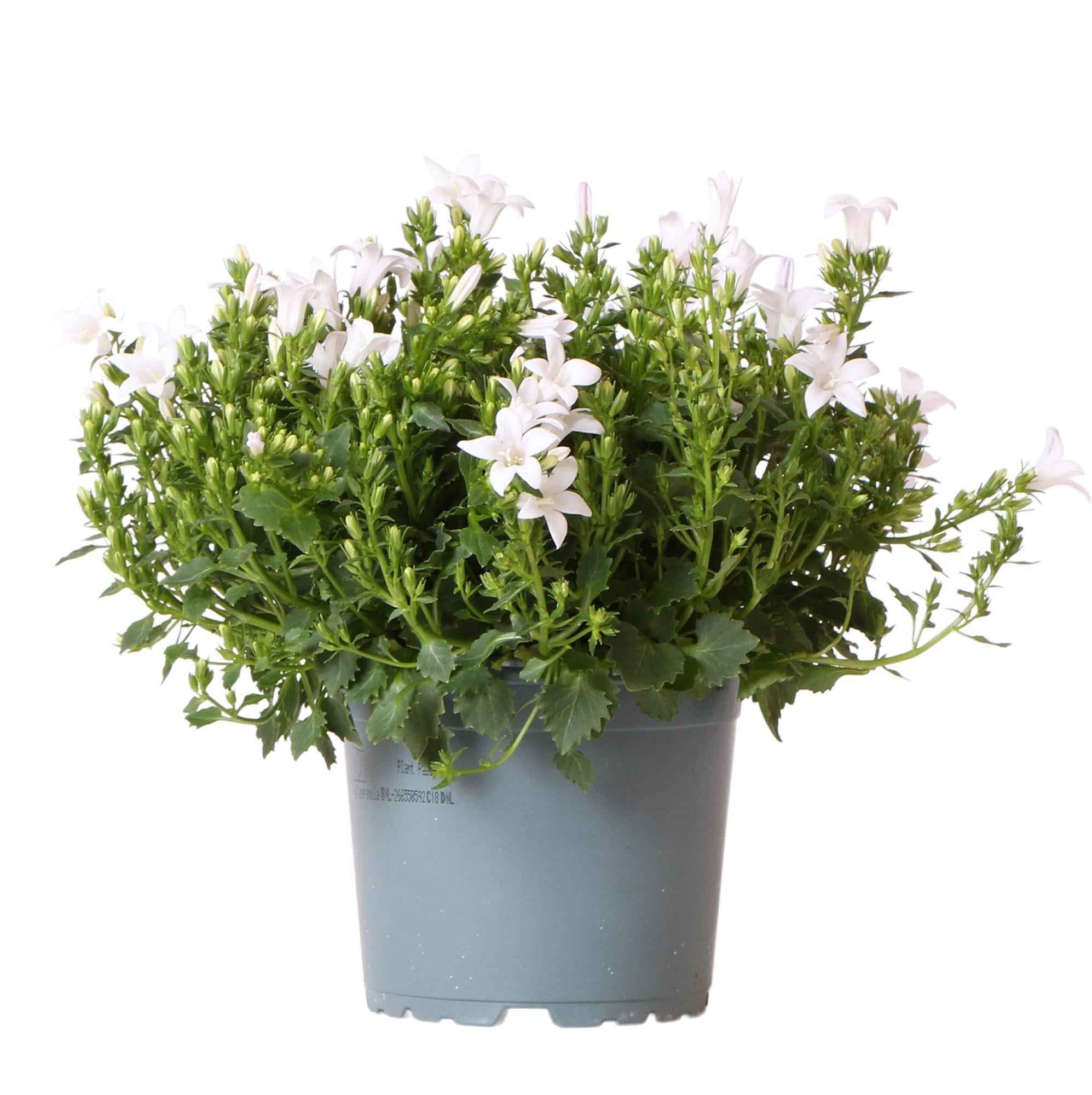 Image of Campanula Addenda weiß 12cm – winterharte mehrjährige Glockenblume – Wuchshöhe ca.20-30cm – pflegeleicht-0