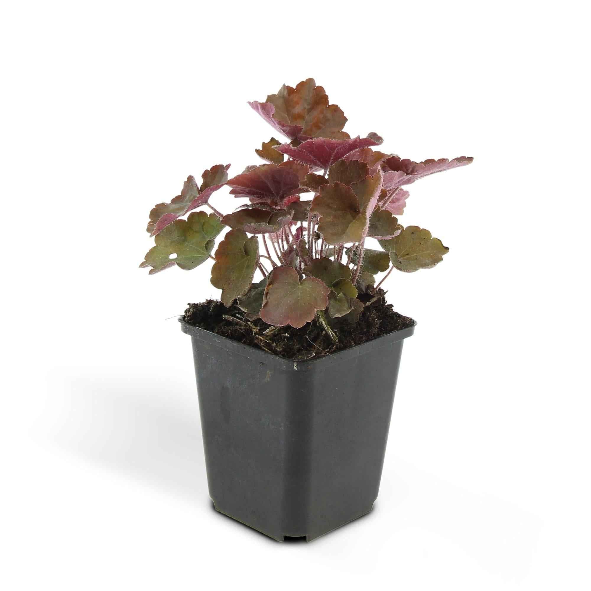 Image of Heuchera ‘Palace Purple’ – Bodendecker Ø9cm – Höhe 10-25cm – Dunkel – purpurrote Blätter – Weiße Blüten – Schattengarten – Pflanze – 24 Pflanzen-3