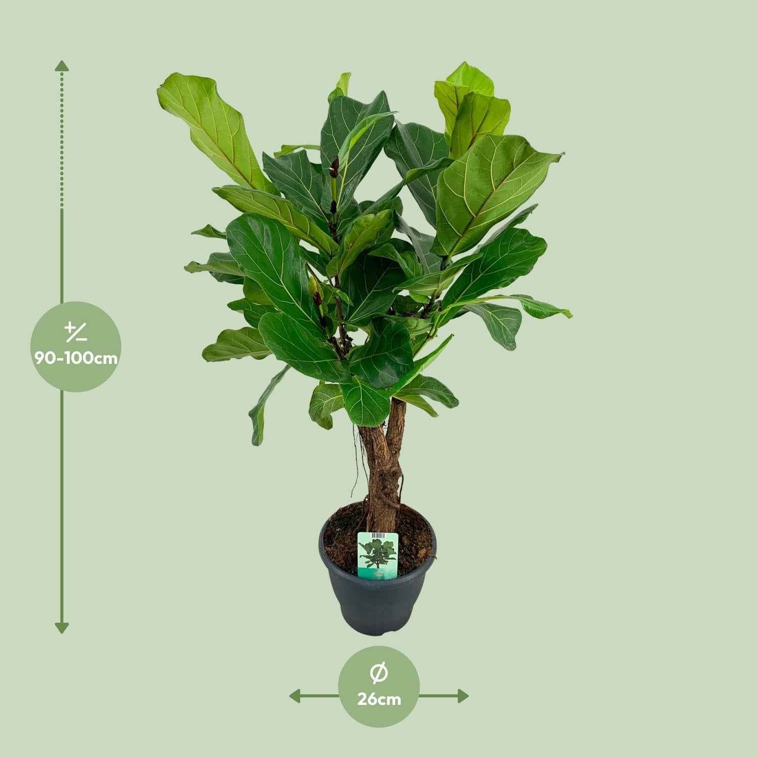 Image of Ficus lyrata – Geigenfeige – Ø26cm ↕100cm – Große pflegeleichte Zimmerpflanze mit glänzenden Blättern für Wohnzimmer & Büro-1