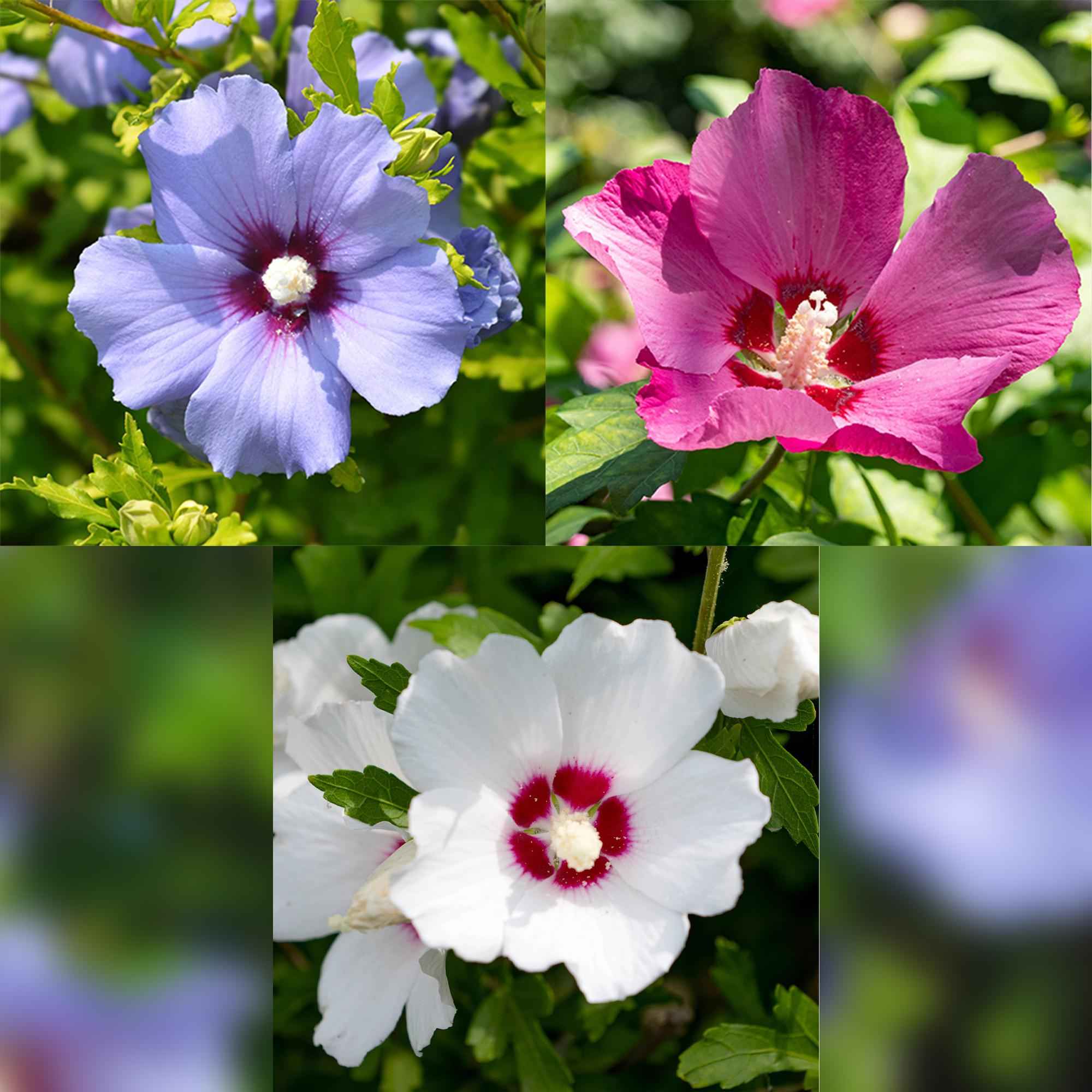 Image of Hibiscus syriacus Tricolour – 3 Pflanzen 17cm – ca. 45cm hoch – Garteneibisch mit rosa, weißen & blauen Blüten – Winterharter Strauch-0