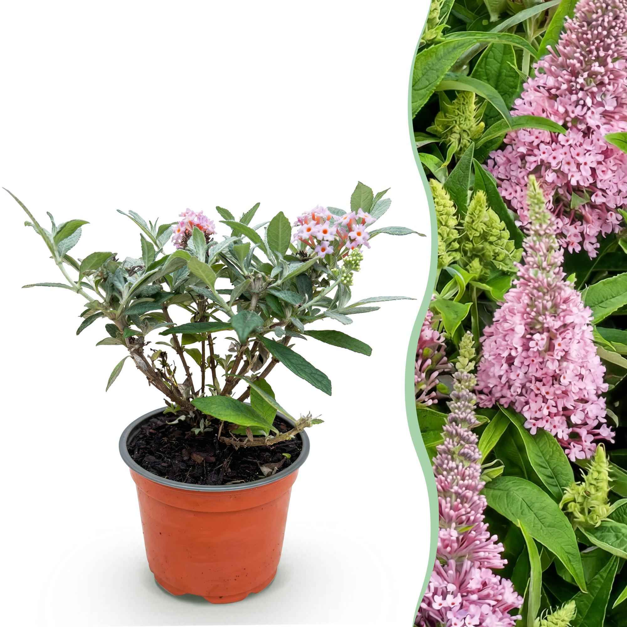 Image of Schmetterlingsflieder Buddleja davidii Butterfly Candy Little Pink kompakt rosa 20-25cm im 12cm Topf bienenfreundlich duftend für Garten Balkon-0