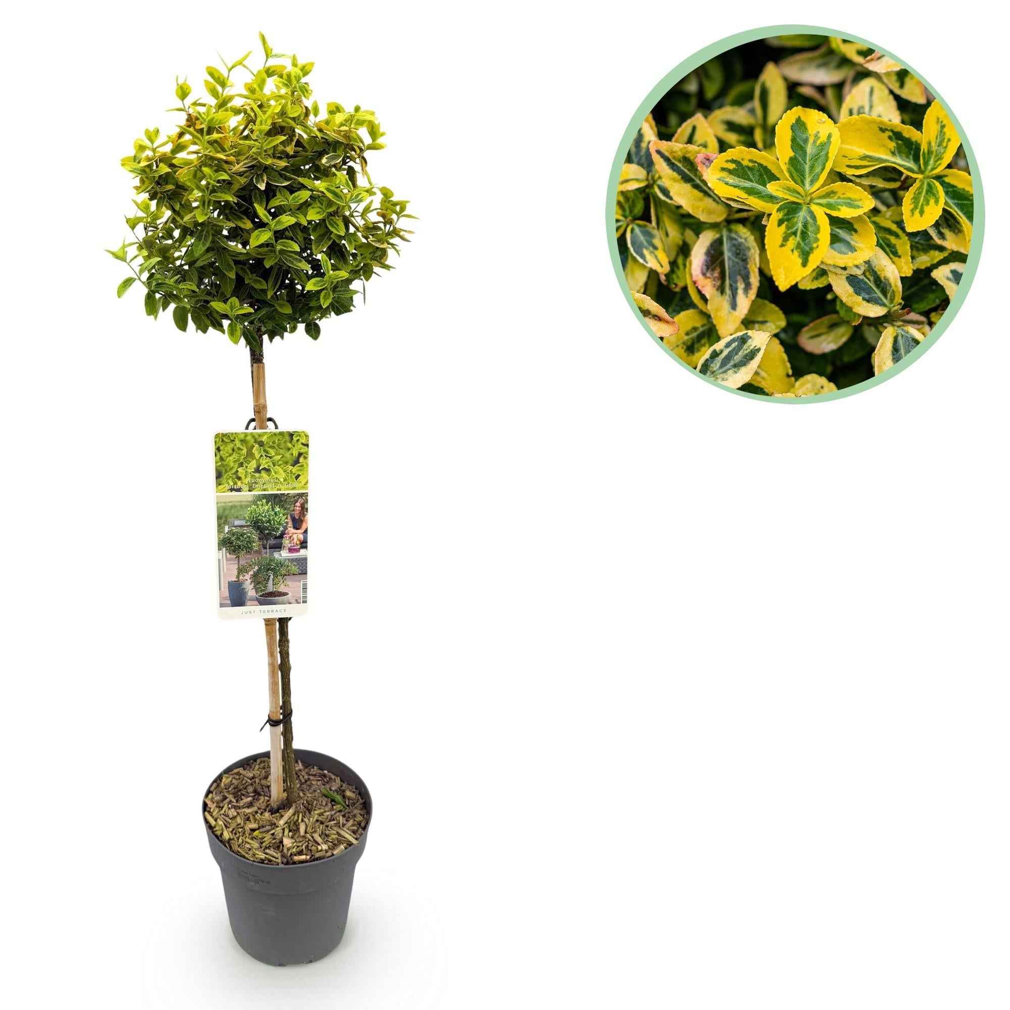 Image of Euonymus fortunei 'Emerald 'n Gold' – Immergrüne Stamm – Pflanze – grün – goldenes Laub – pflegeleicht & kompakt – Terrassen – & Gartenpflanze-0
