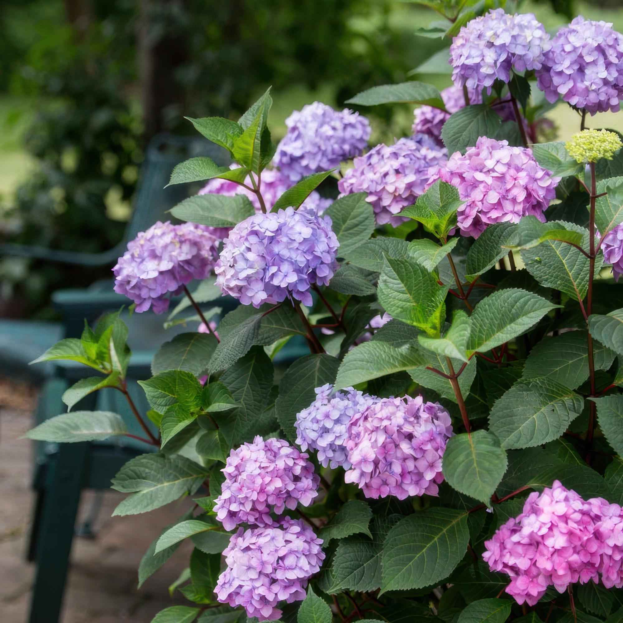 Image of Hortensie Hydrangea macrophylla Summer Love Purple winterhart lila 20-25cm 14cm für Garten Balkon Terrasse Beet blühender Zierstrauch pflegeleicht-4