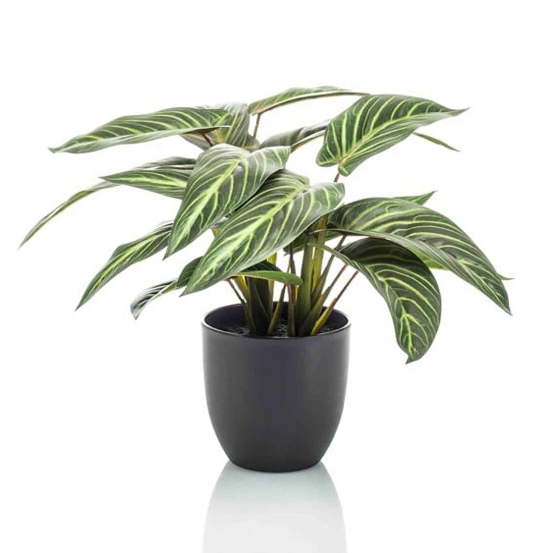 Image of Calathea Zebrina – Korbmarante – Kunstpflanze – 42cm hoch – Schwarzer Topf Ø10-16cm – Realistisches Zebramuster – Pflegeleicht & dekorativ-0