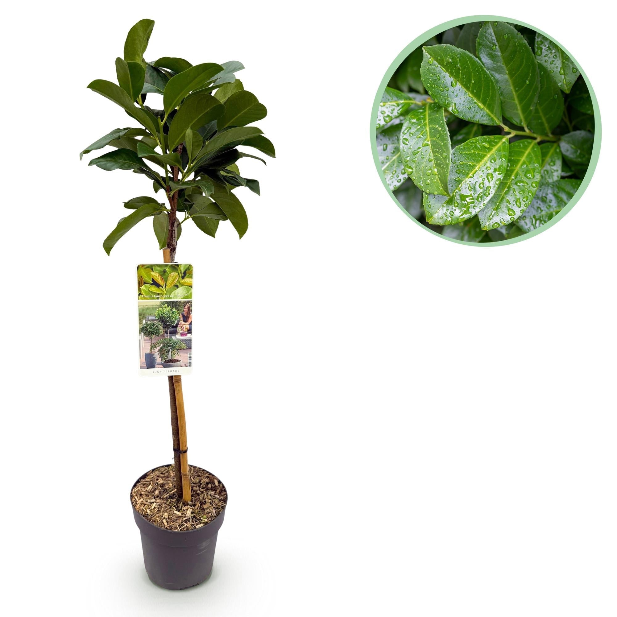 Image of Kirschlorbeer – Prunus laurocerasus Etna – Stamm – Pflanze – Immergrün – Höhe ca. 90cm – Topf Ø19cm – Pflegeleicht – Für Terrasse, Balkon & Garten-0