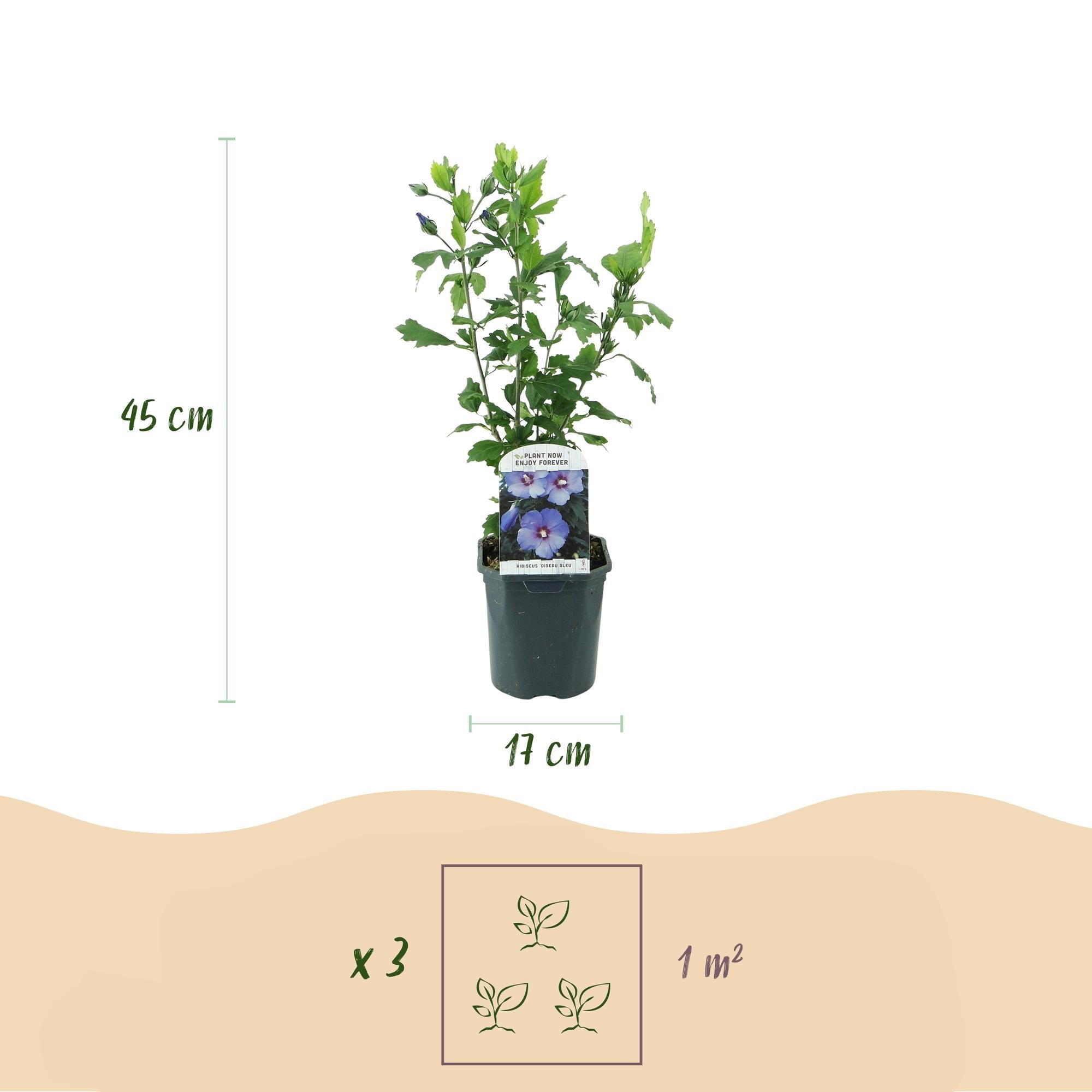 Image of Garteneibisch Hibiscus syriacus Oiseau Blue – Strauch – Blüte Blau – Wenig Pflege – 17cm Höhe 45cm – Für Garten & Terrasse-4