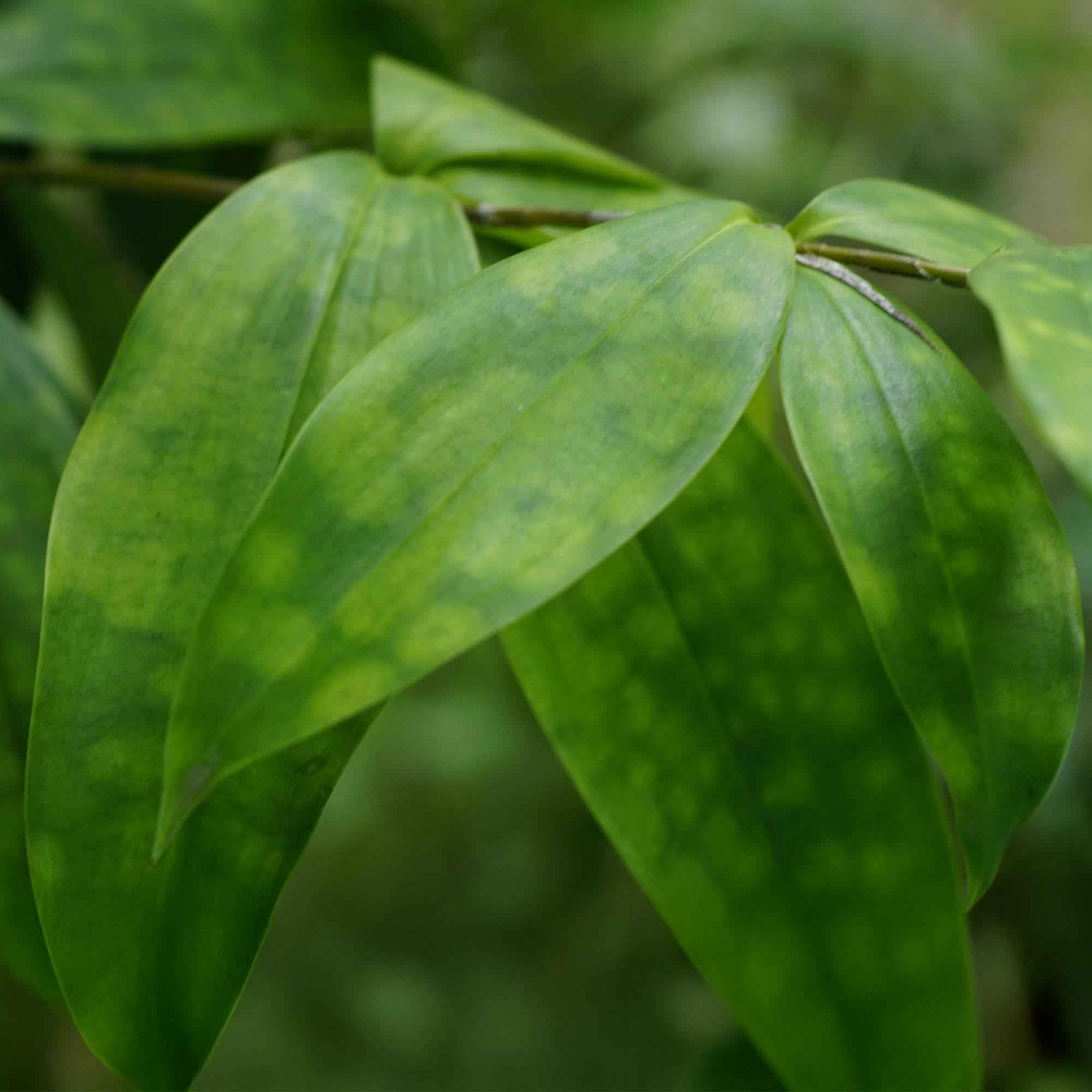 Image of Dracaena surculosa – Drachenblutbaum – 17cm – Höhe 60-70cm – Pflegeleichte grüne Zimmerpflanze mit eleganten Blättern für Wohn – und Arbeitsräume-4