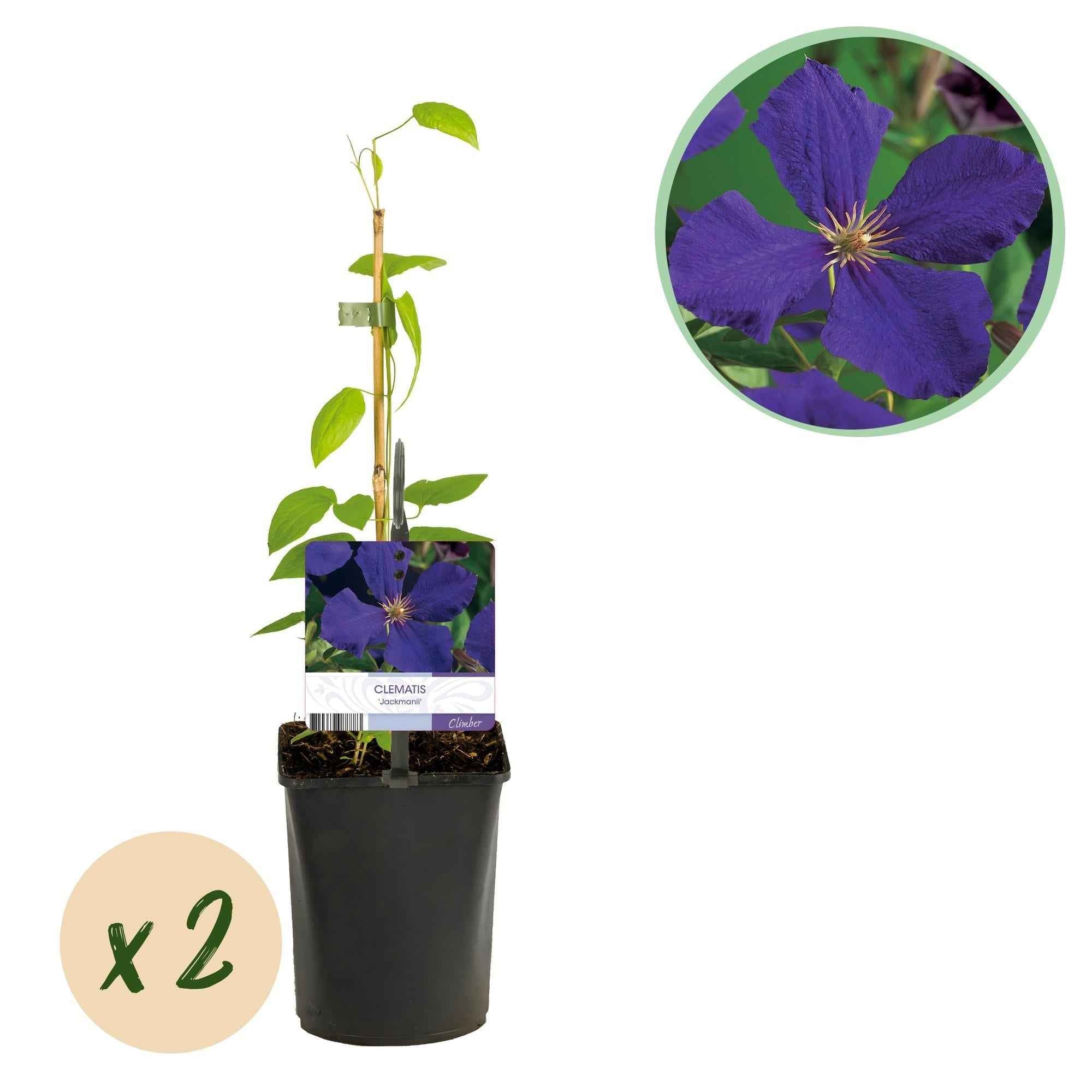 Image of Kletterpflanze Clematis Jackmanii – Tiefviolette Blüten – Wenig Pflege – 2 Pflanzen – 11cm Höhe 40cm – Für Garten, Balkon & Pergolen-1