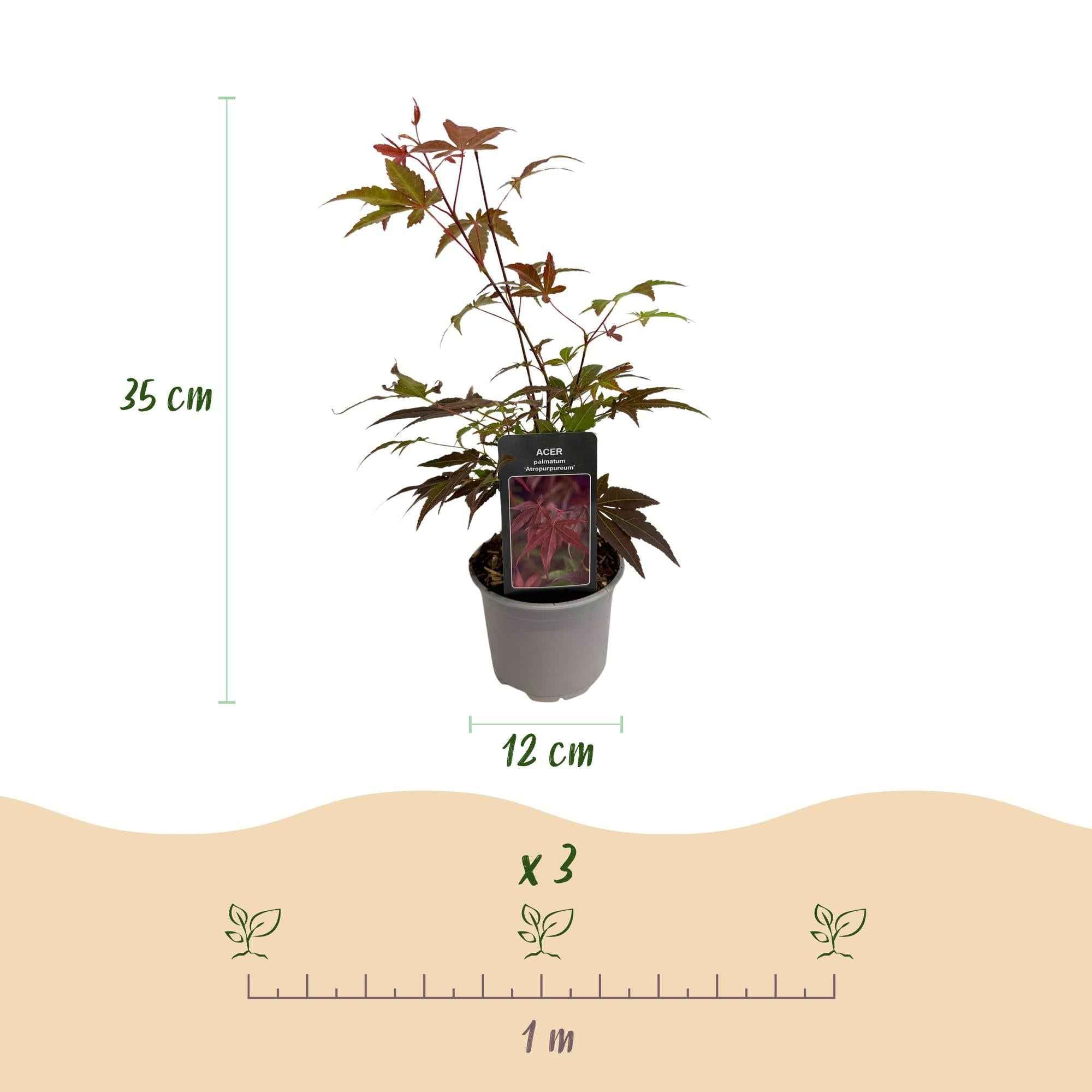 Image of Ahorn Acer palmatum Atropurpureum – 12cm Höhe ca. 35cm – Tiefrote Blätter & eleganter Wuchs – Laubabwerfend & pflegeleicht-2