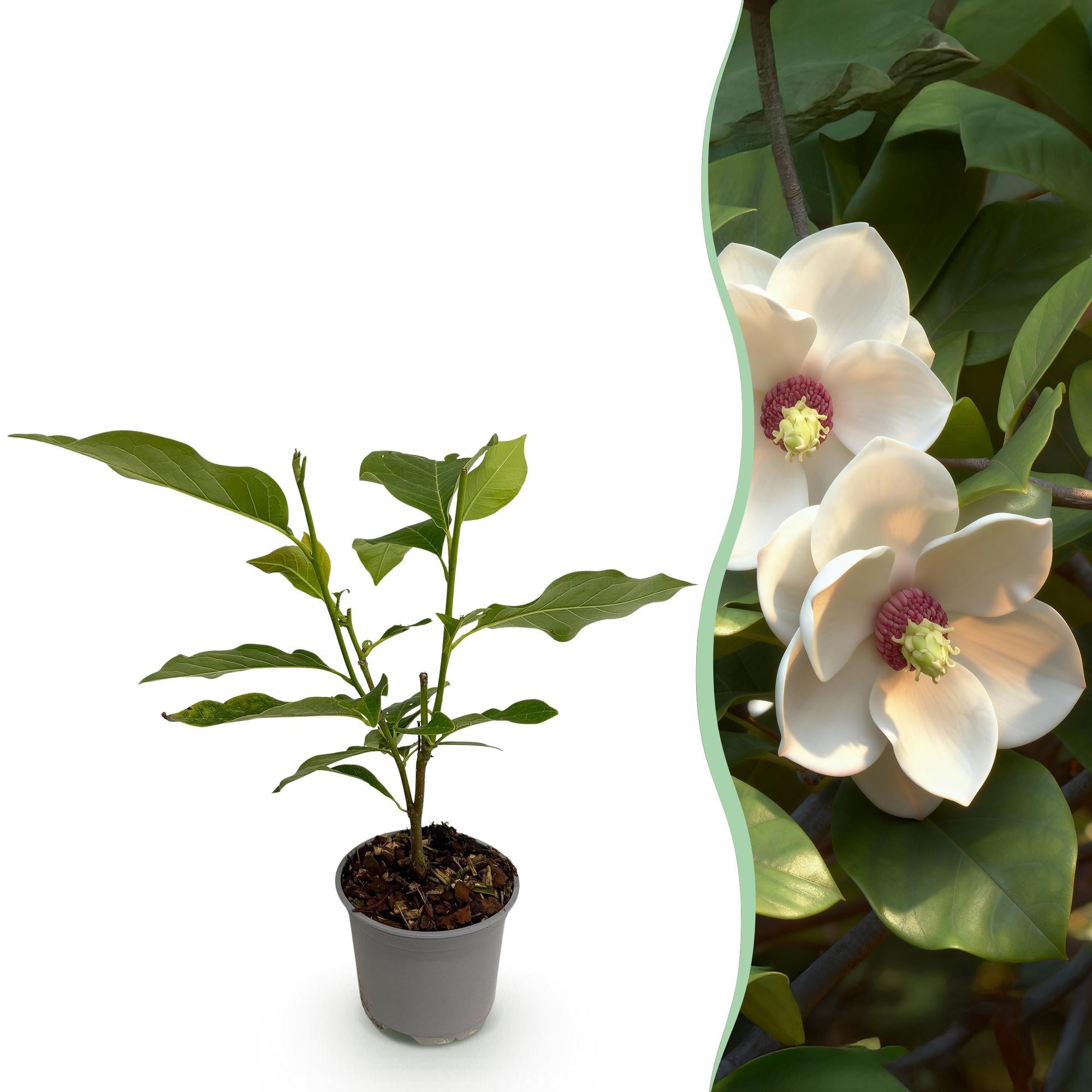 Image of Magnolia sieboldii – 12cm – Höhe ca. 30cm – Laubabwerfende Sommer – Magnolie mit weißen Blüten & rotem Zentrum-0