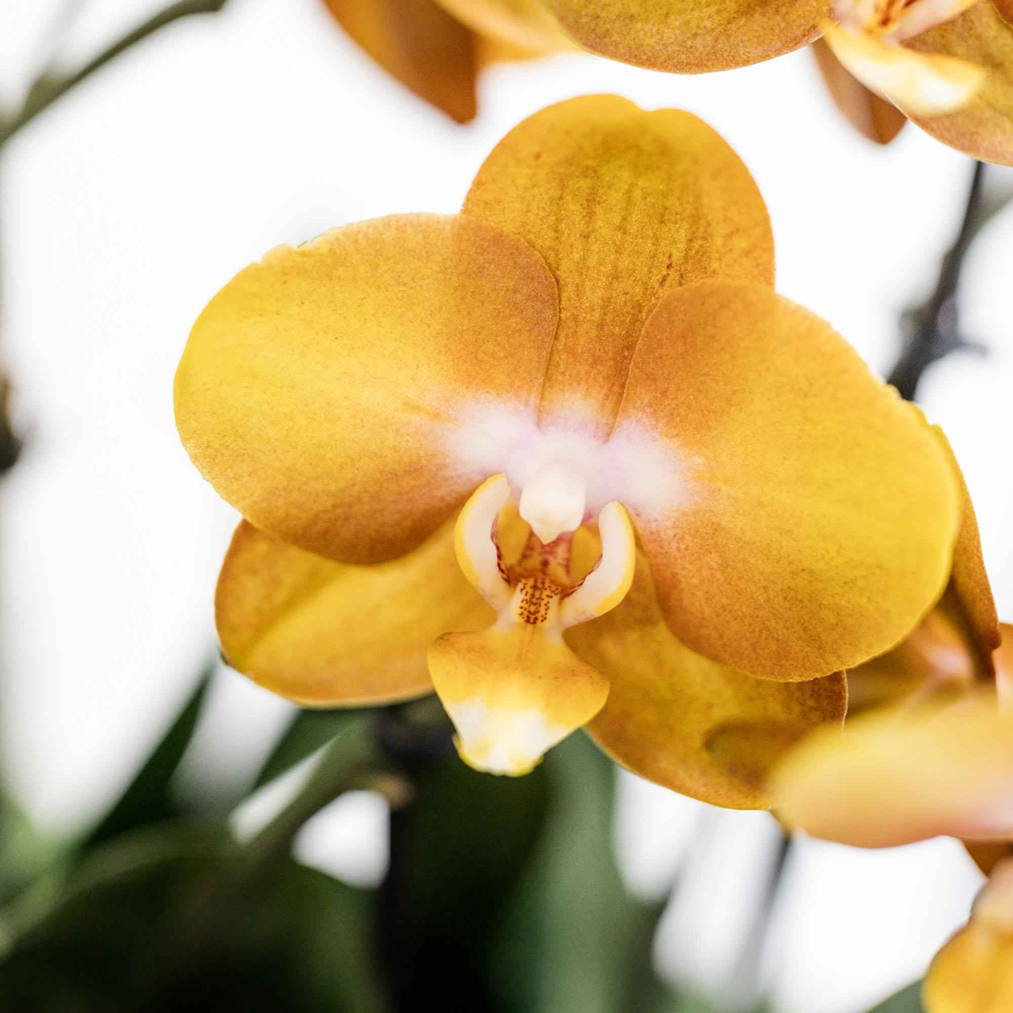 Image of Orange Orchideen-Set im Baumwollkorb – 3 Orchideen Las Vegas Ø12cm Mit autarkem Wassertank & Dochtsystem Rhipsalis & Tillandsie Pflegeleicht & dekorativ-3