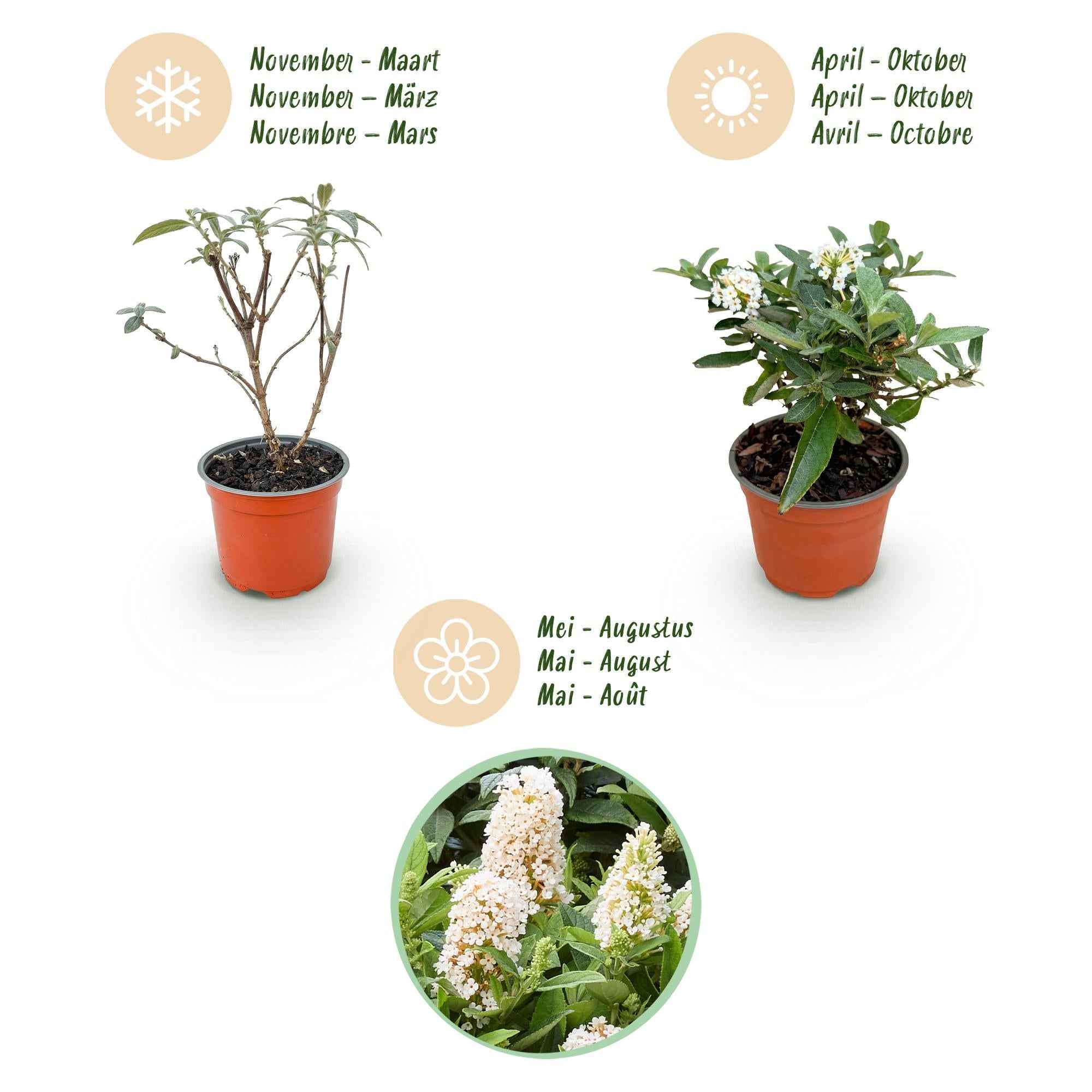 Image of Schmetterlingsstrauch Buddleja davidii Butterfly Candy Little White kompakt weiß 20-25cm im 12cm Topf bienenfreundlich duftend für Garten Balkon