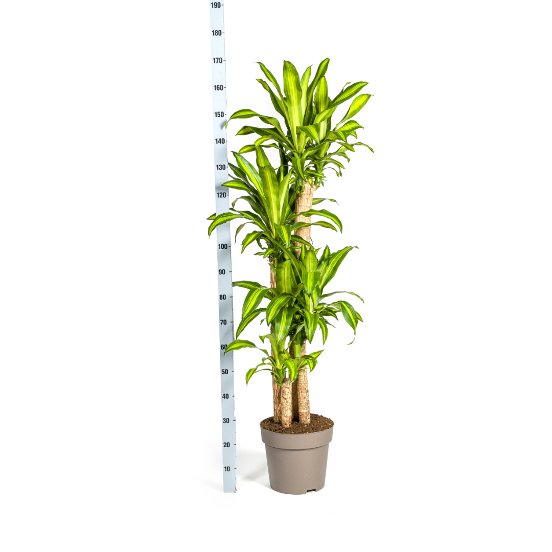Image of Dracaena Fragrans Massangeana – Drachenbaum – Ø30cm – ↕170-190cm – Tropische Zimmerpflanze – Robust & pflegeleicht