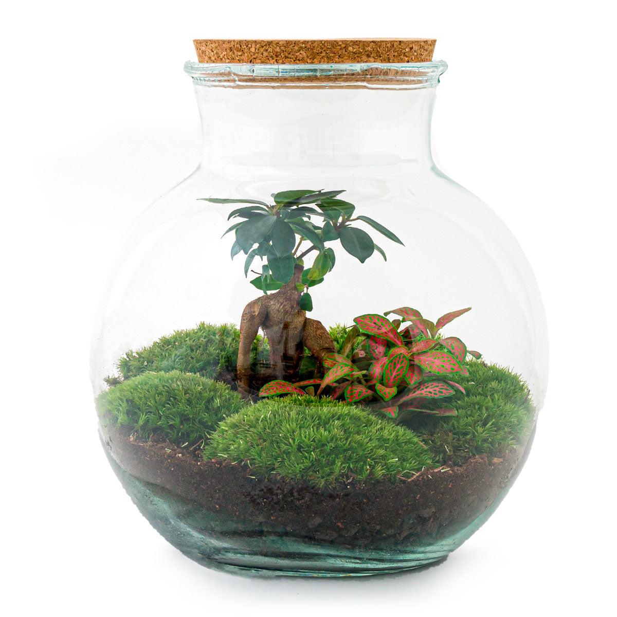 Image of Flaschengarten DIY Bausatz Teddy Bonsai – Terrarium Ø25cm x H26,5cm – Do – It – Yourself Pflanzterrarium – Autarkes Mini – Ökosystem-0