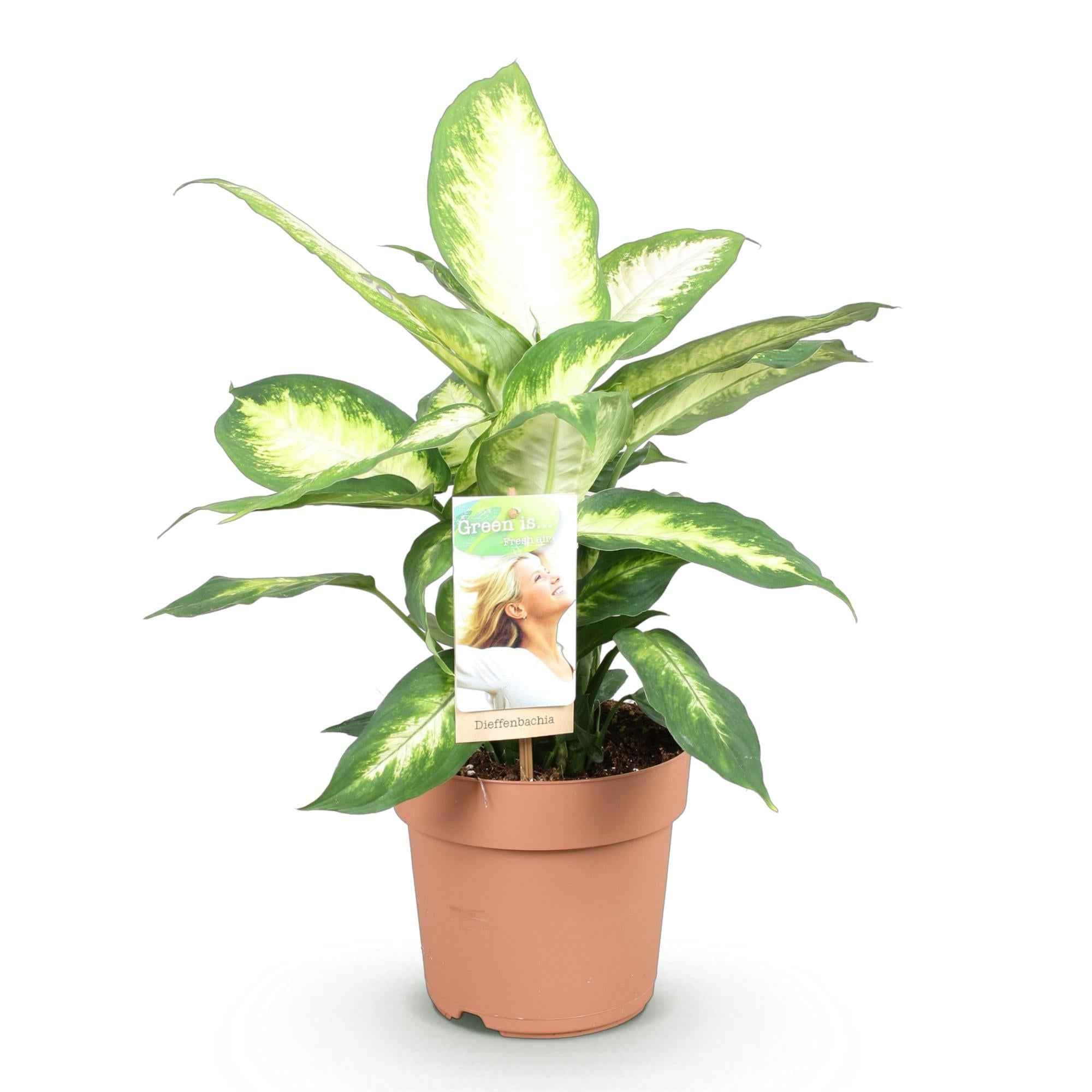 Image of Dieffenbachia Camilla – 17cm – Höhe 45-50cm – Pflegeleichte bunt gemusterte Zimmerpflanze für Wohnzimmer, Büro und schattige Innenräume-0