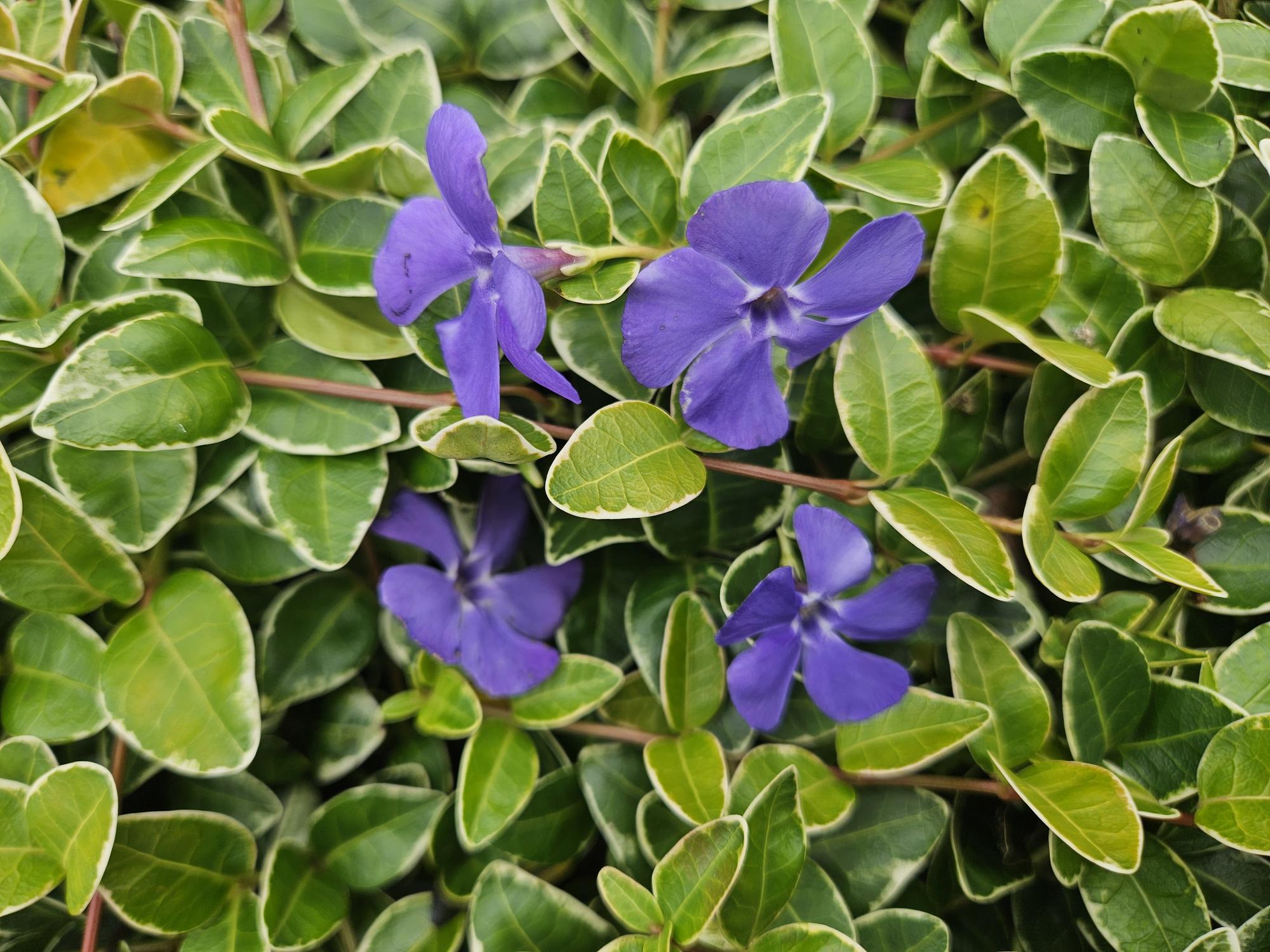 Image of Kleinblättriges weißbuntes Immergrün Vinca minor 'Argenteovariegata' – ↕10-25cm – Ø9cm – 6 Pflanzen – Bodendecker – Violette Blüten – Wintergrün-5