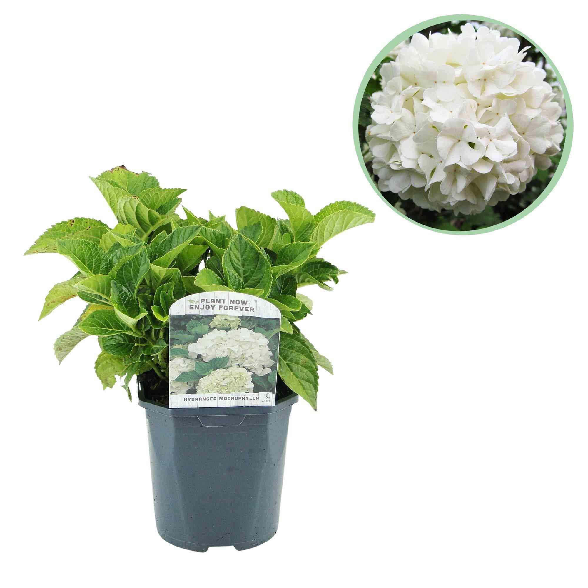 Image of Hortensie – Hydrangea macrophylla Weiß – Blüte Weiß – Ø17cm – ↕30cm – Laubabwerfend – Pflegeleicht-0