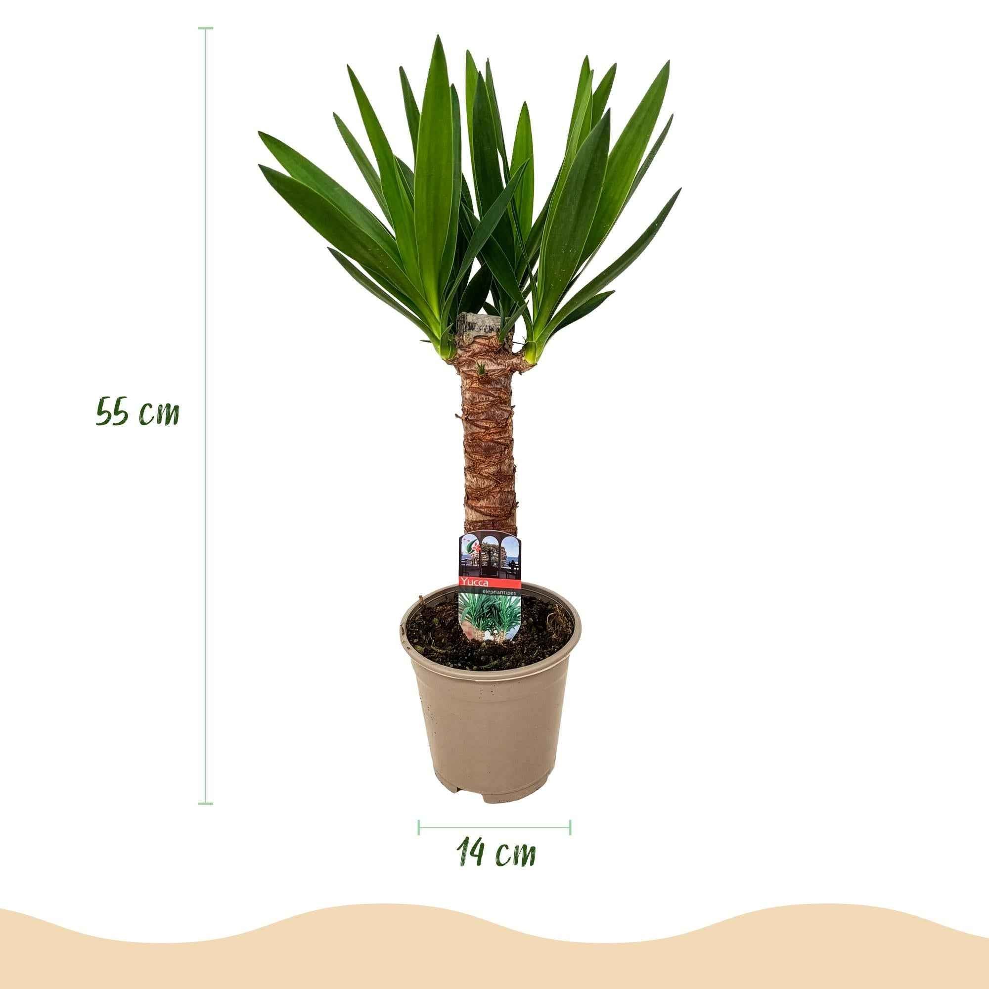 Image of Palmlilie Yucca Elephantipes – 55cm – 14cm – Pflegeleichte Palmlilie mit langen, schmalen Blättern-2