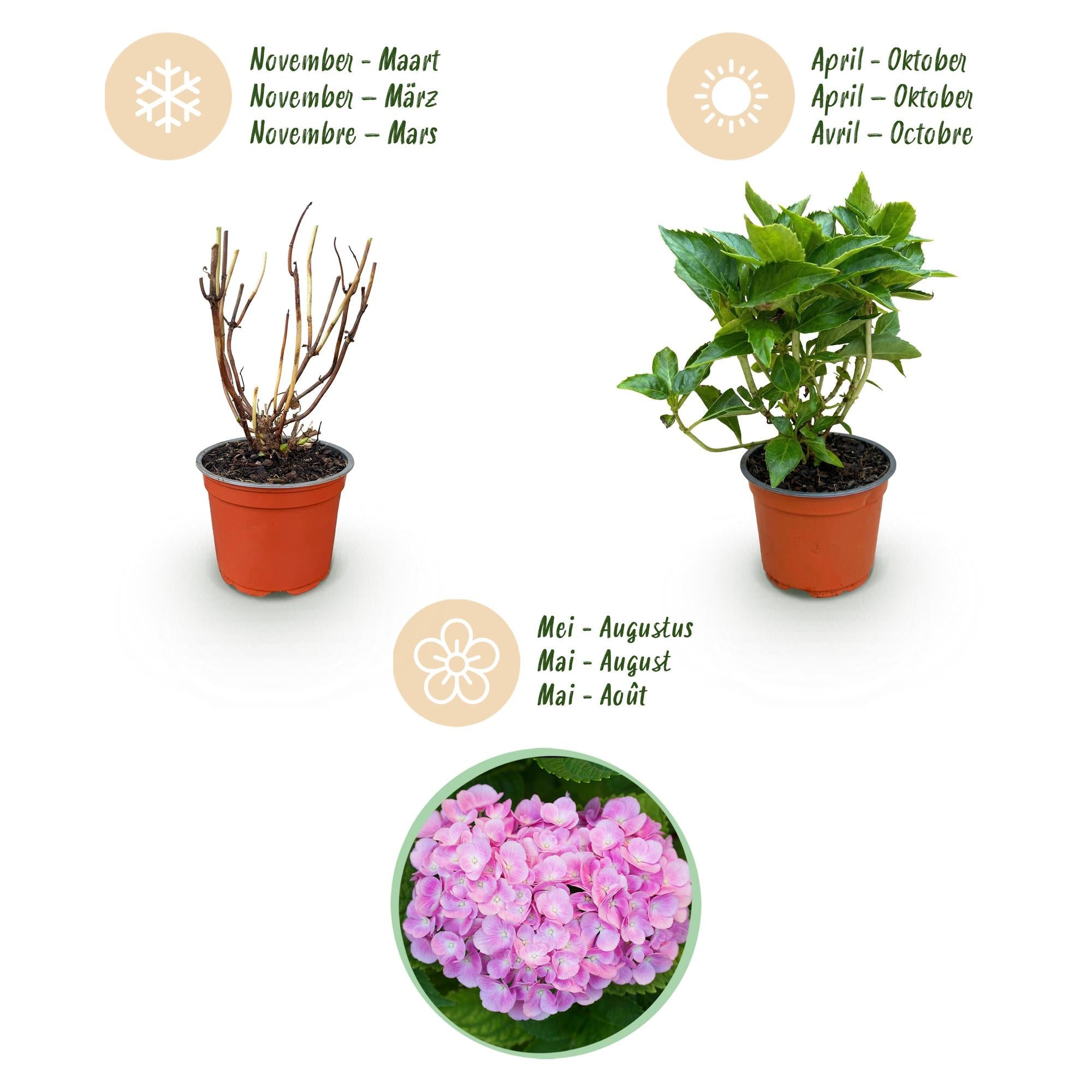 Image of Hortensie Hydrangea macrophylla rosa winterhart 20-30cm 12cm für Garten Balkon Terrasse Beet blühender Zierstrauch pflegeleicht bienenfreundlich-3