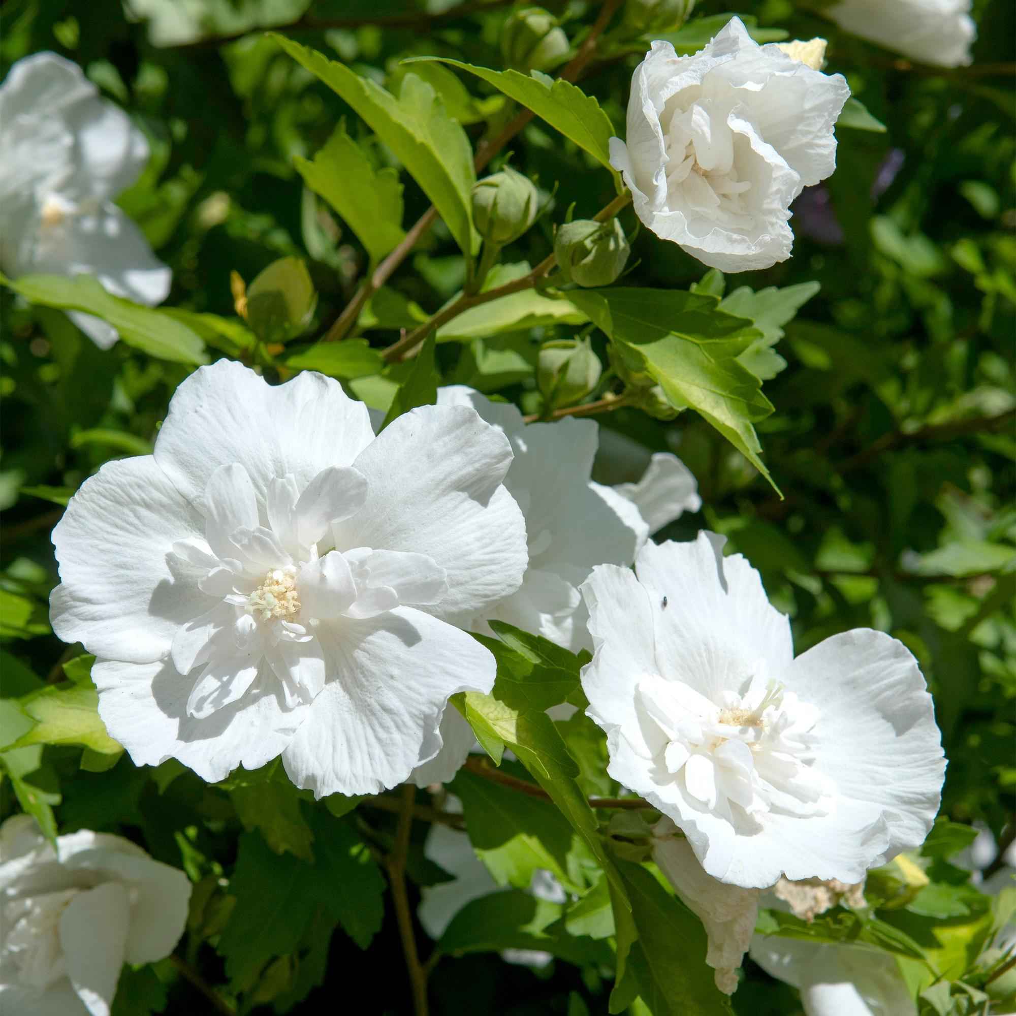 Image of Hibiscus syriacus White Chiffon – Stamm – Pflanze – Ø19cm – Höhe ca. 90cm – Weiße Blüten – Laubabwerfend & pflegeleicht