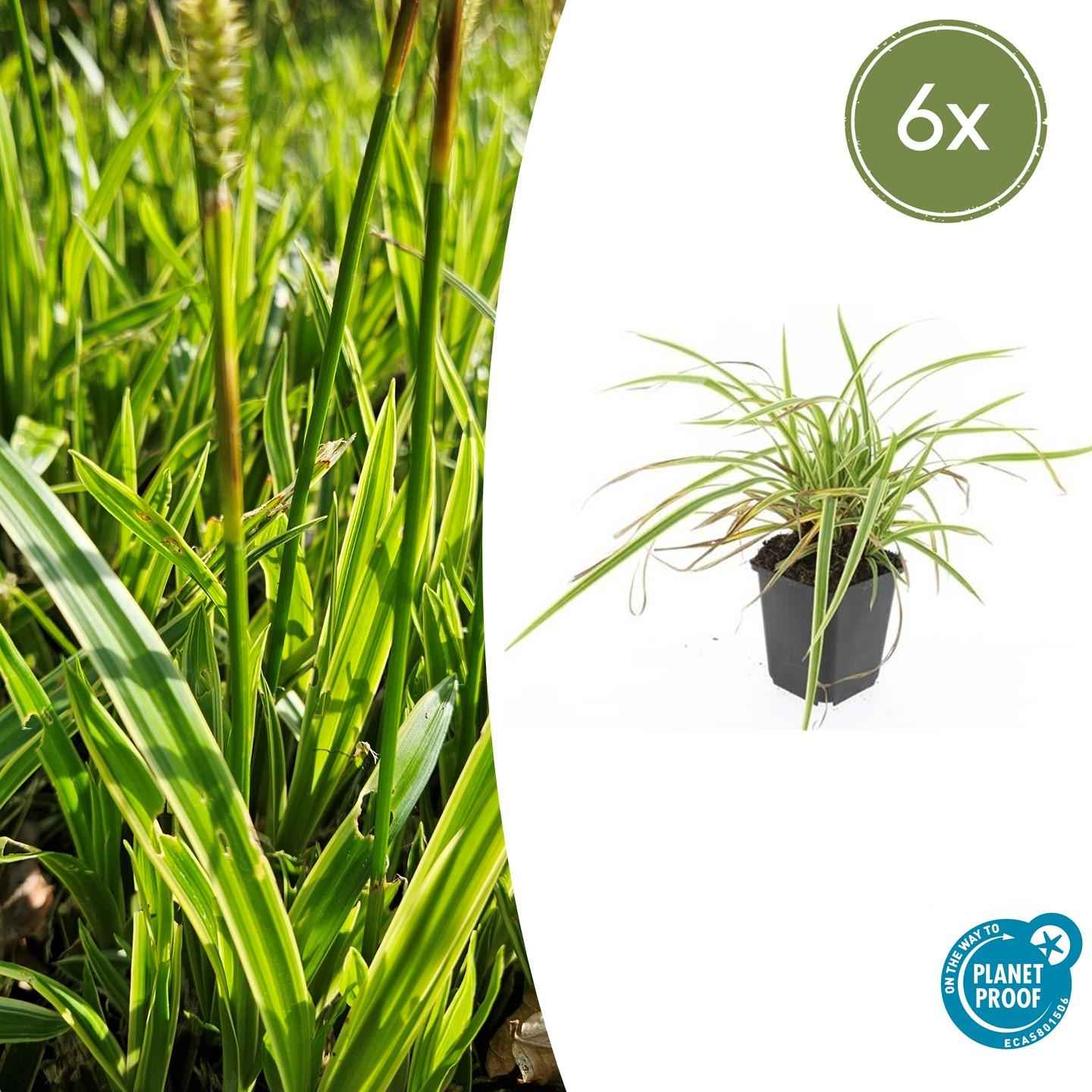 Image of Goldrand Segge Carex morrowii 'Aureovariegata' – ↕10-25cm – Ø9cm – 6 Pflanzen – Immergrünes Ziergras & Bodendecker – Winterhart & pflegeleicht-1