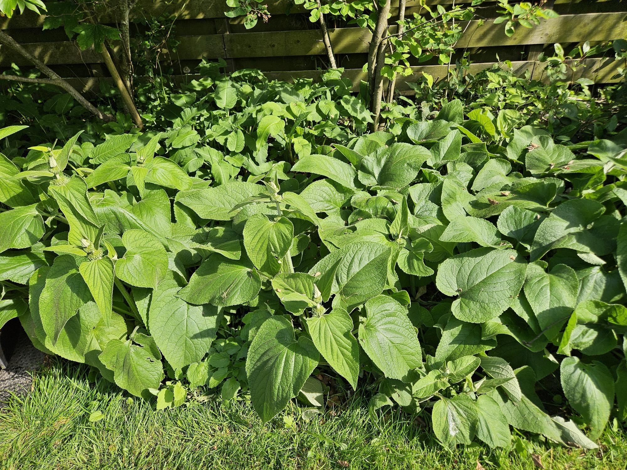 Image of Russel – Brandkraut Phlomis russeliana – ↕10-25cm – Ø9cm – 6 Pflanzen – Winterhart & Bienenfreundlich – Sommerblüher für Beete & Garten-8