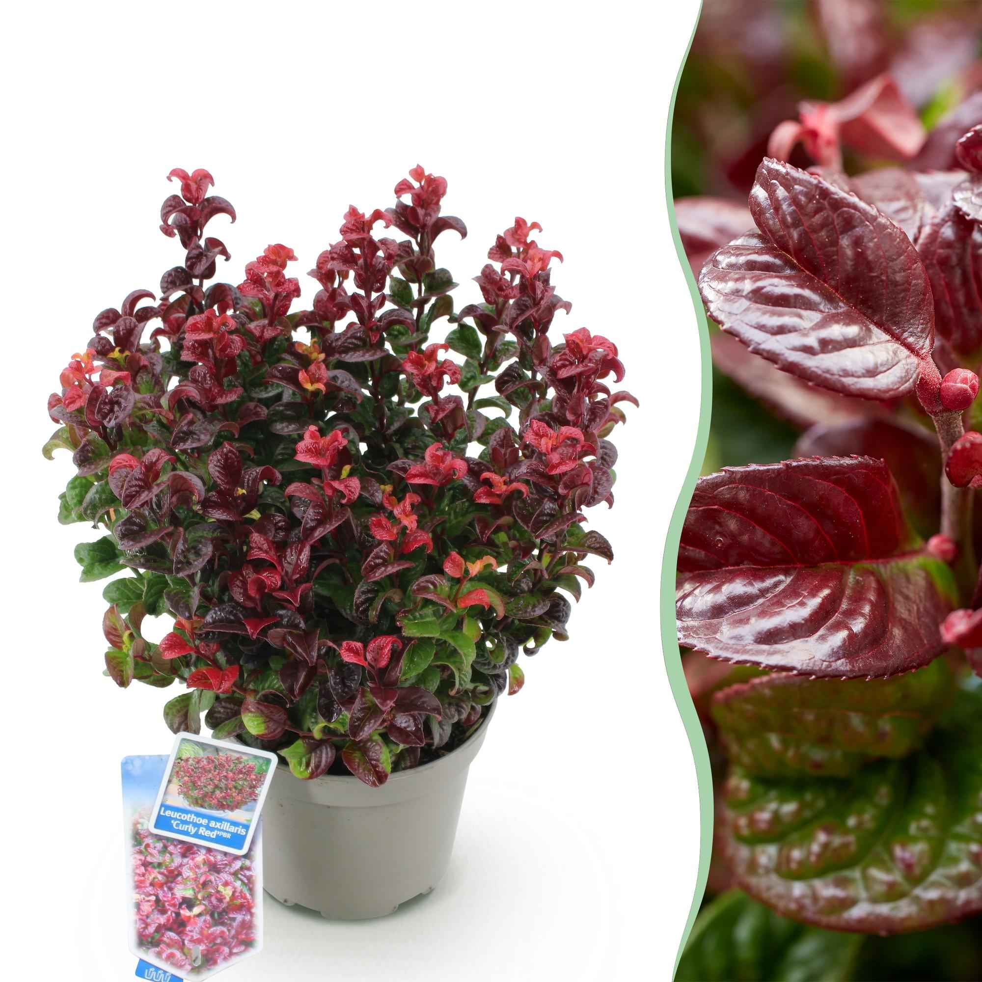 Image of Traubenheide Leucothoe Curly Gold – 17cm Höhe ca.40cm – Immergrün & farbintensiv – Goldgelbes lockiges Laub für Beet Balkon Terrasse – Pflegeleichter dekorativer Zierstrauch-0