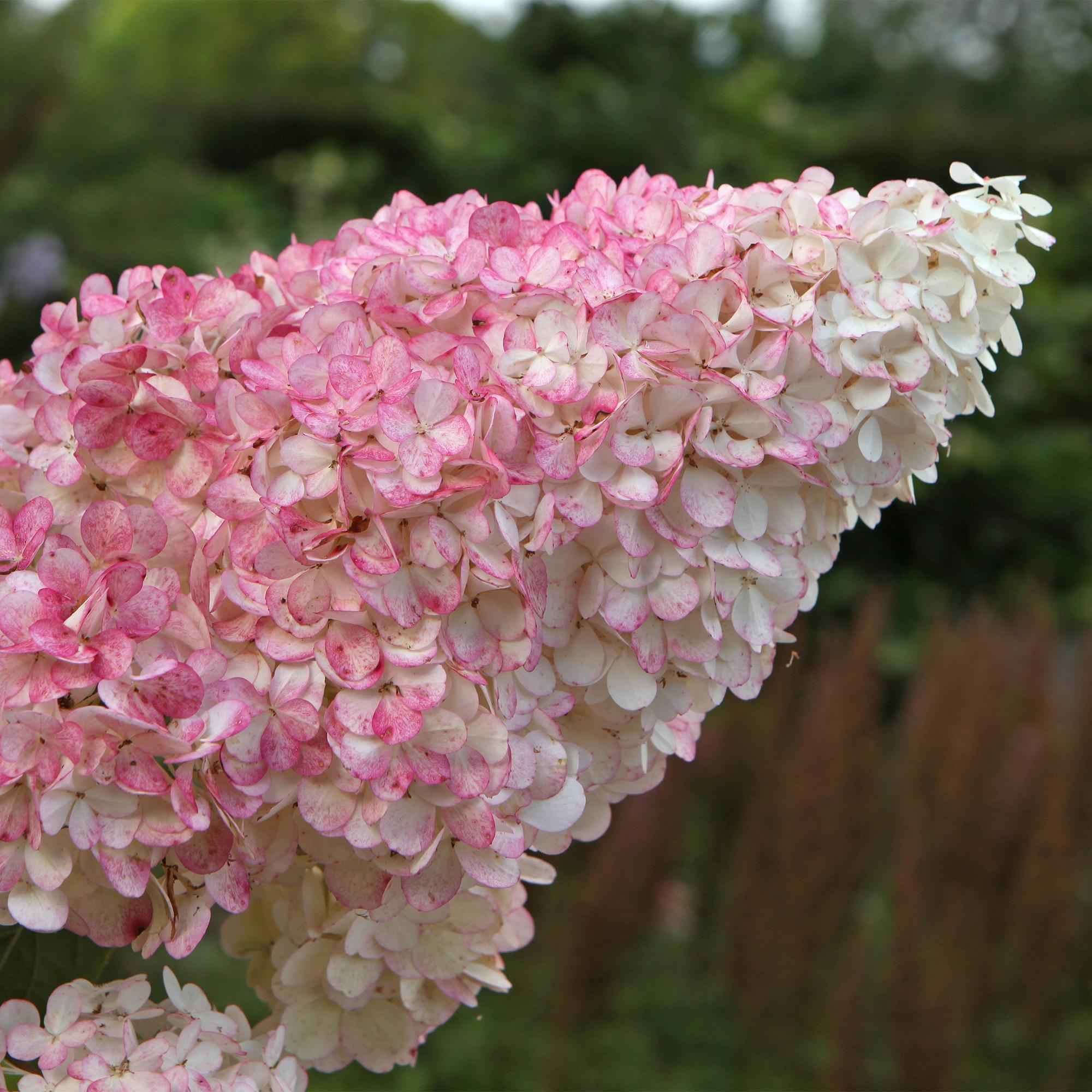 Image of Rispenhortensie – Hydrangea panniculata Vanille Fraise – Blüte Weiß – Rosa – Laubabwerfend – Große Blüten – 17cm – Höhe ca. 50cm-3