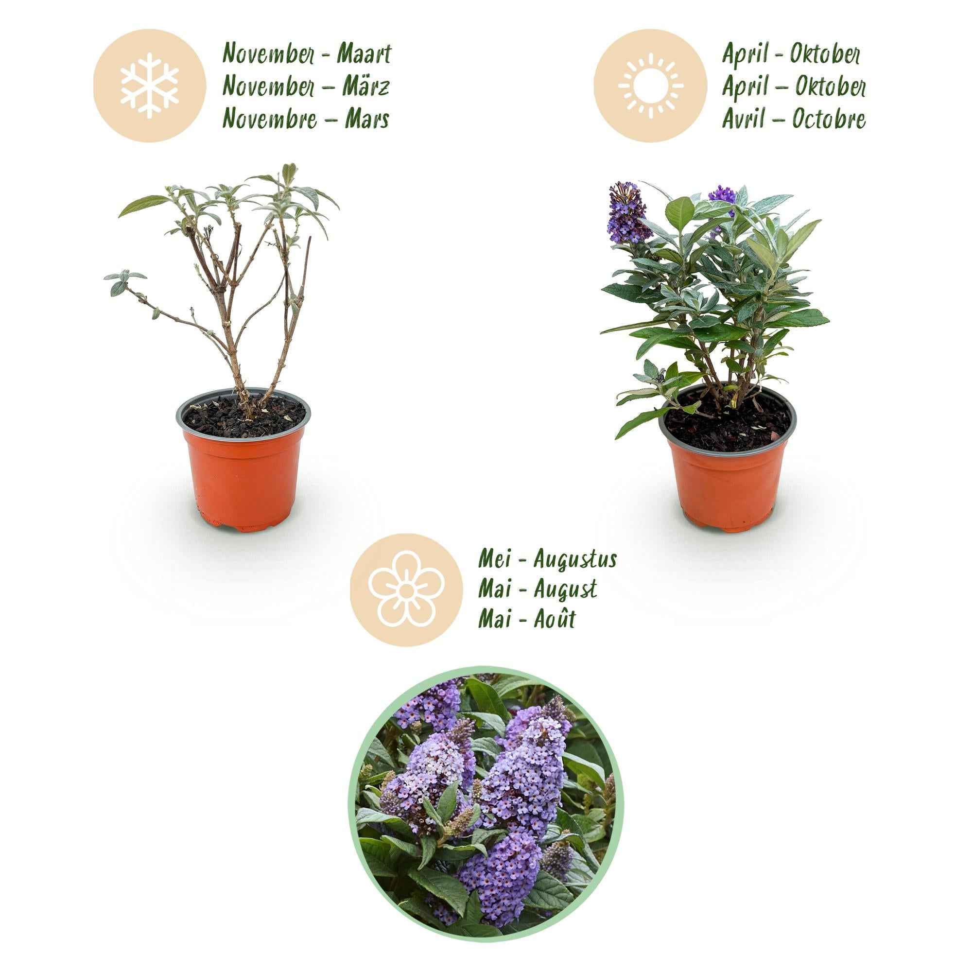 Image of Schmetterlingsflieder Buddleja davidii Little Lila kompakt lila 20-25cm 12cm winterhart bienenfreundlich duftend für Garten Balkon Terrasse Beet-4