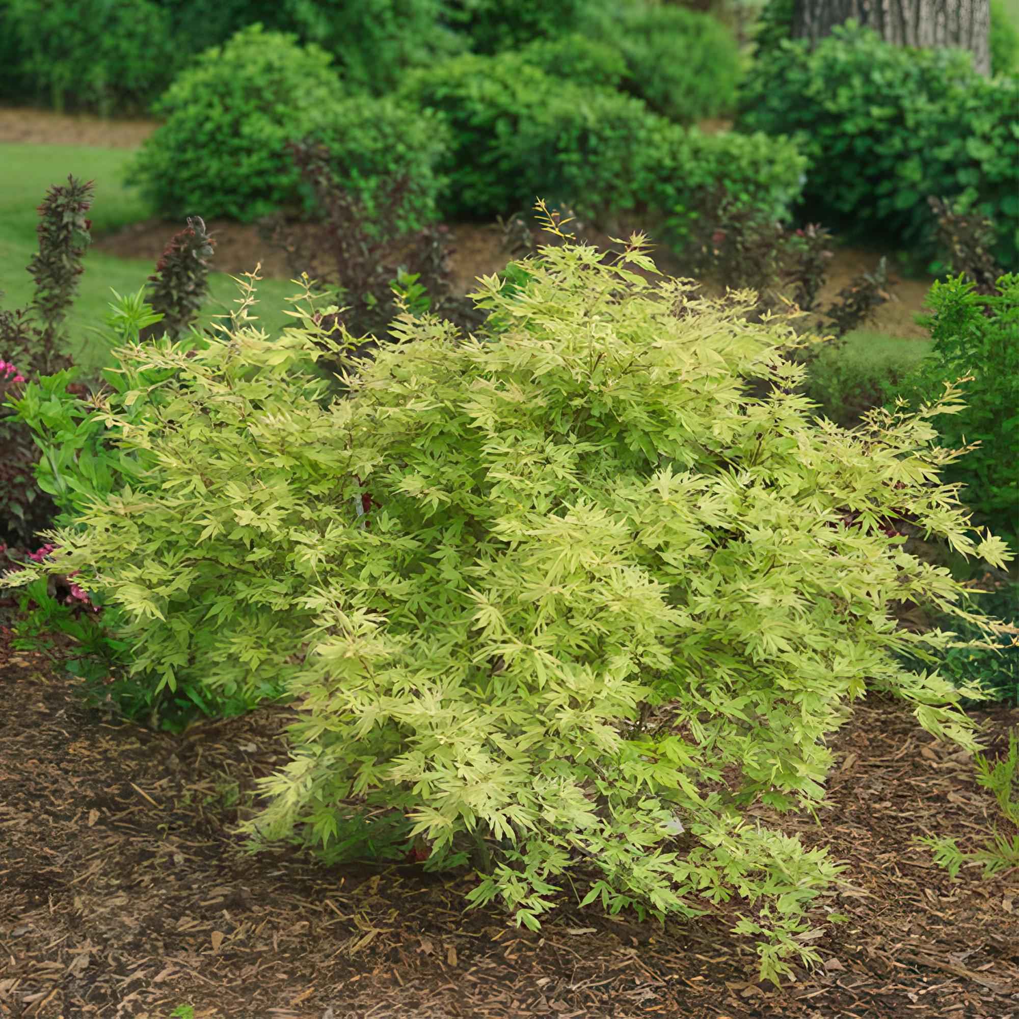 Image of Japanischer Ahorn Acer palmatum Metamorphosa, laubabwerfende Gartenpflanze in Grün und Orange, Zierahorn für Garten und Kübel, Ø26cm, 90cm hoch,