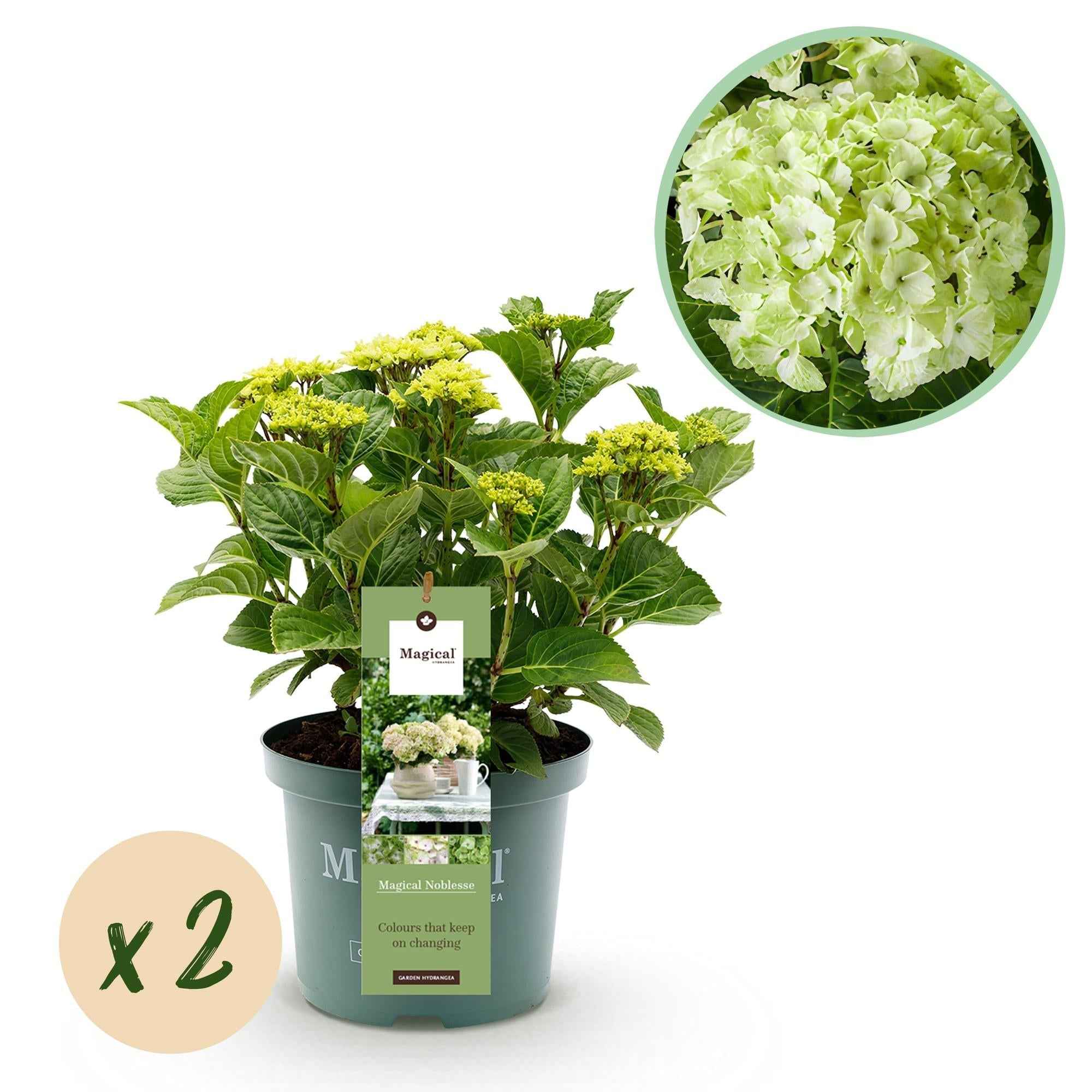 Image of Hydrangea macrophylla Magical Noblesse – Weiße Gartenhortensie – 2 Pflanzen 23cm – Höhe 55cm – 6-10 große Blüten – Balkonpflanze-0
