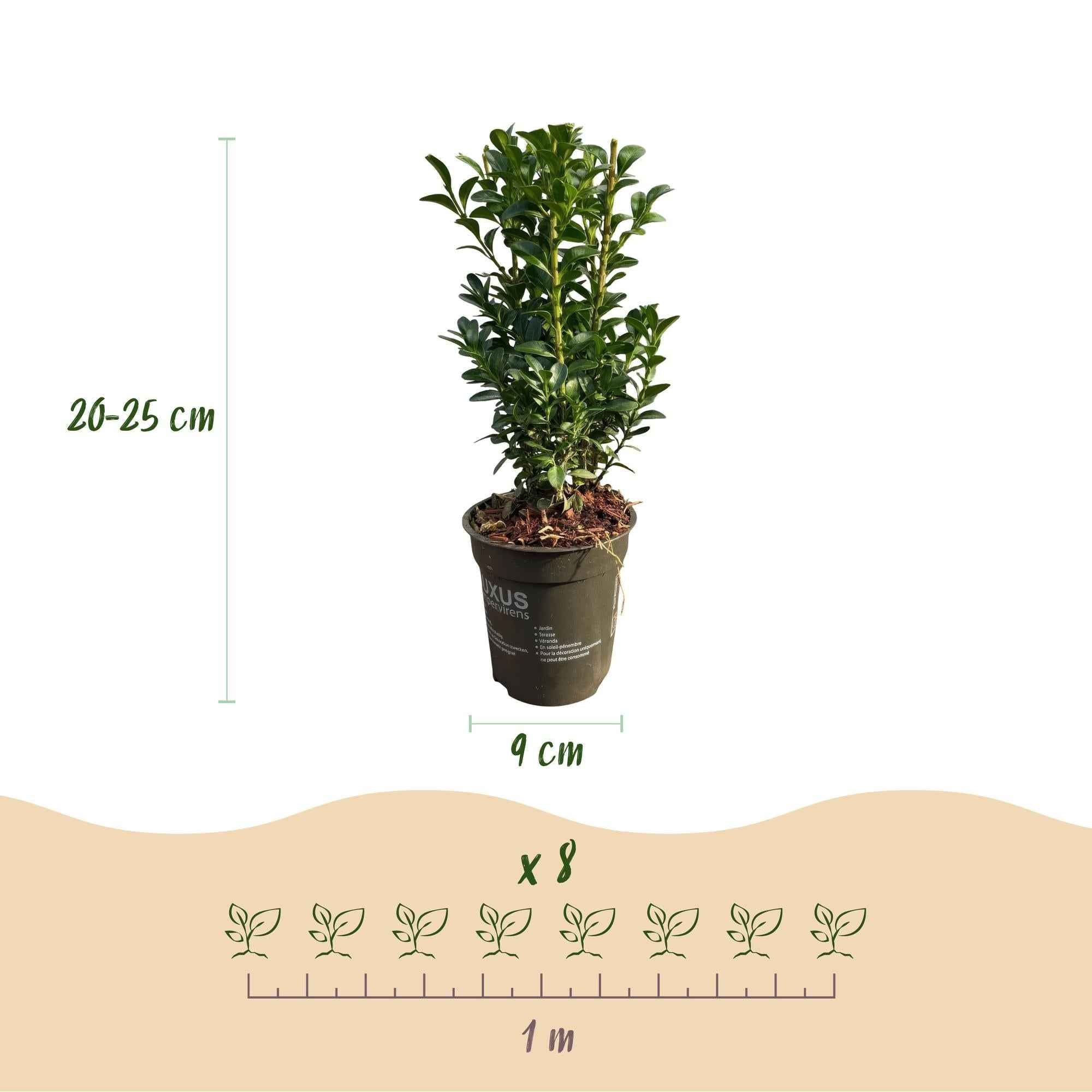 Image of Gewöhnlicher Buchsbaum Buxus sempervirens – Immergrüne Heckenpflanzen – 8 Pflanzen – 1m – 9cm Höhe 20-25cm – Grün – Pflegeleicht-2