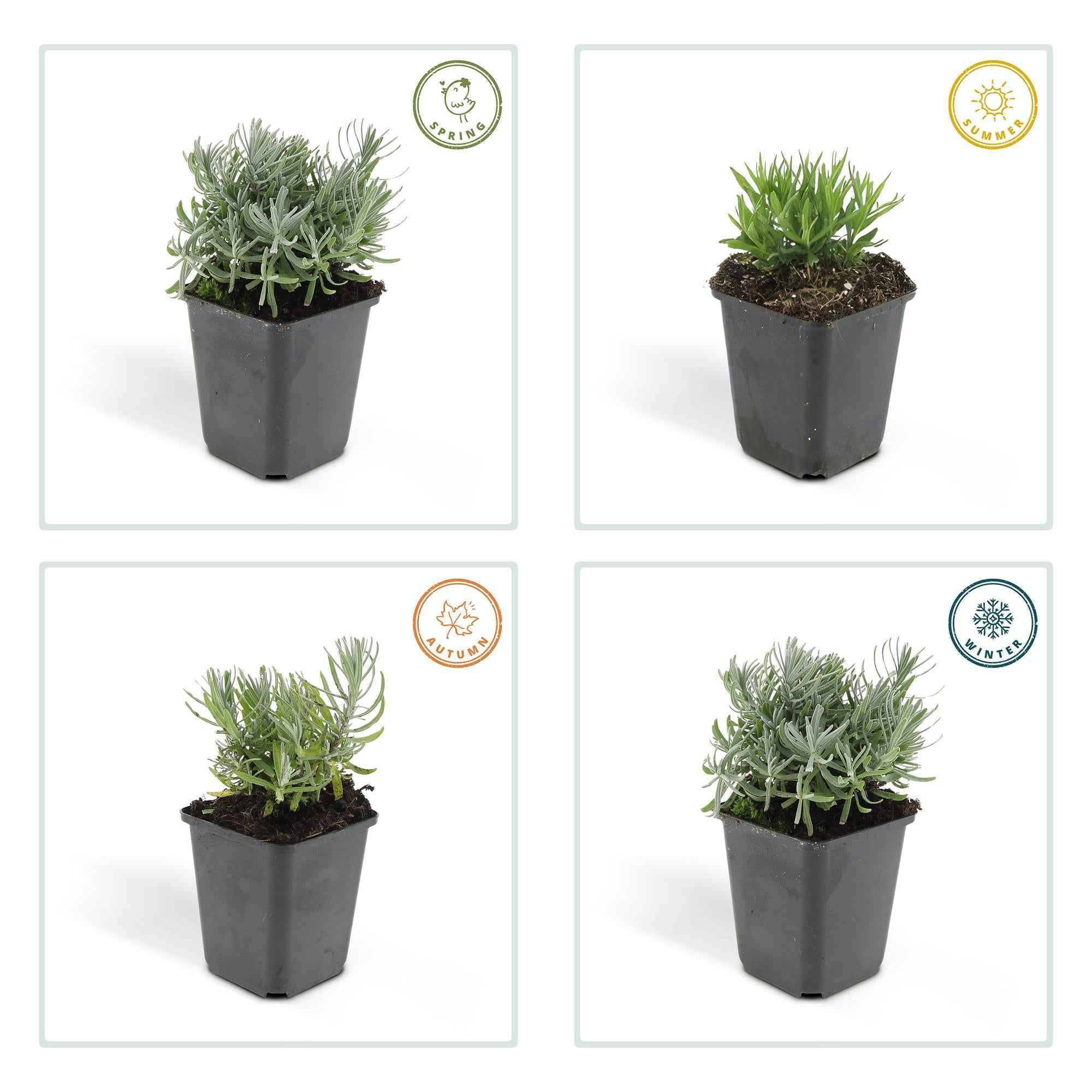 Image of Lavandula angustifolia 'Hidcote' – 48 Pflanzen – duftender Lavendel – bienenfreundlich – winterhart – Ø9cm – ↕10-25cm-4