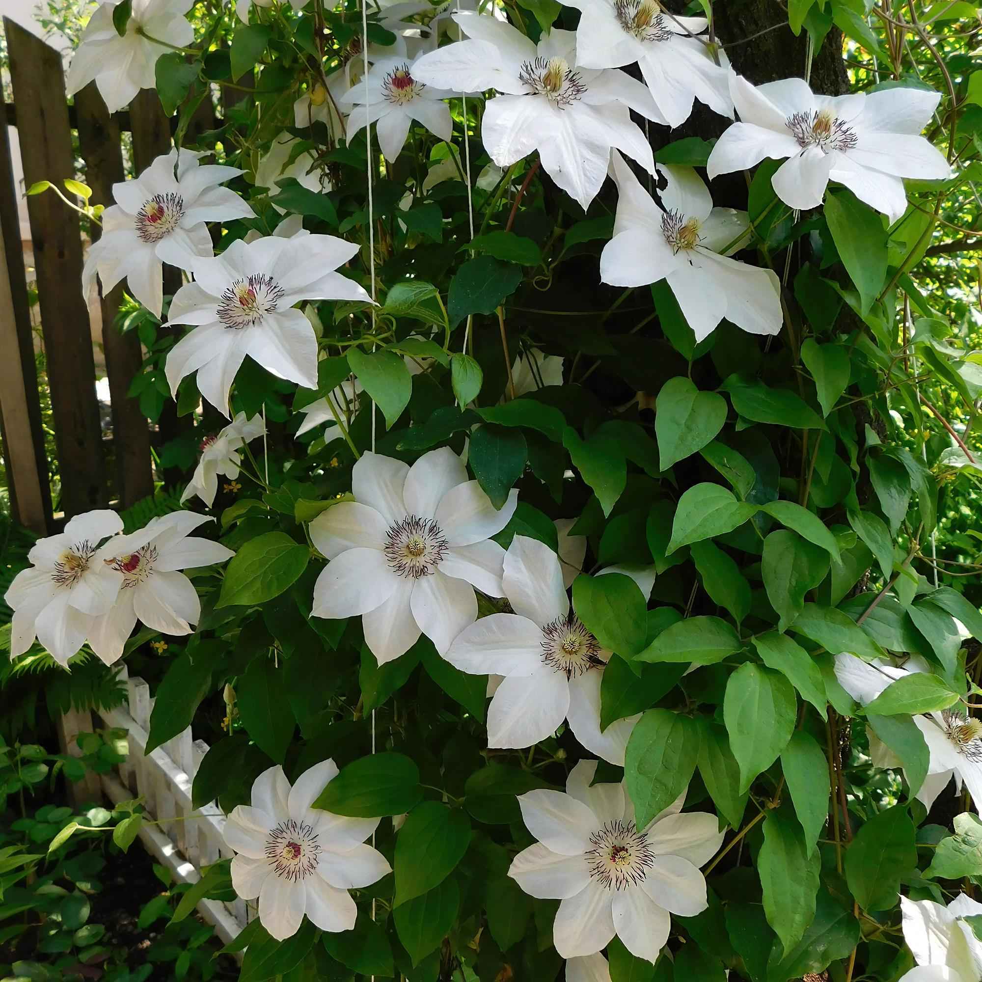 Image of Kletterpflanze Clematis Miss Bateman – Rosa – Weiße Blüten – Wenig Pflege – 2 Pflanzen – 11cm Höhe 40cm – Für Garten, Terrasse & Pergolen-1
